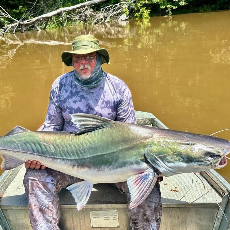 Goliath Catfish