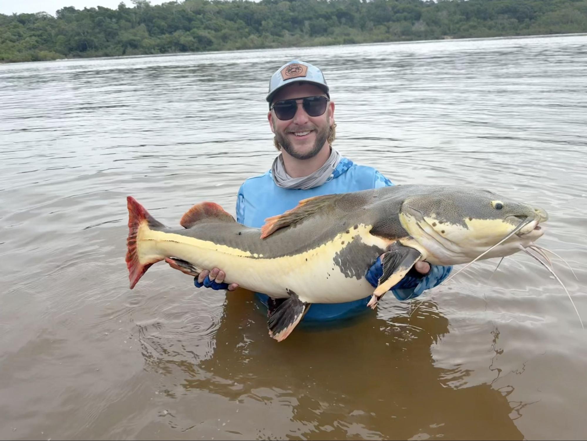 redtail catfish
