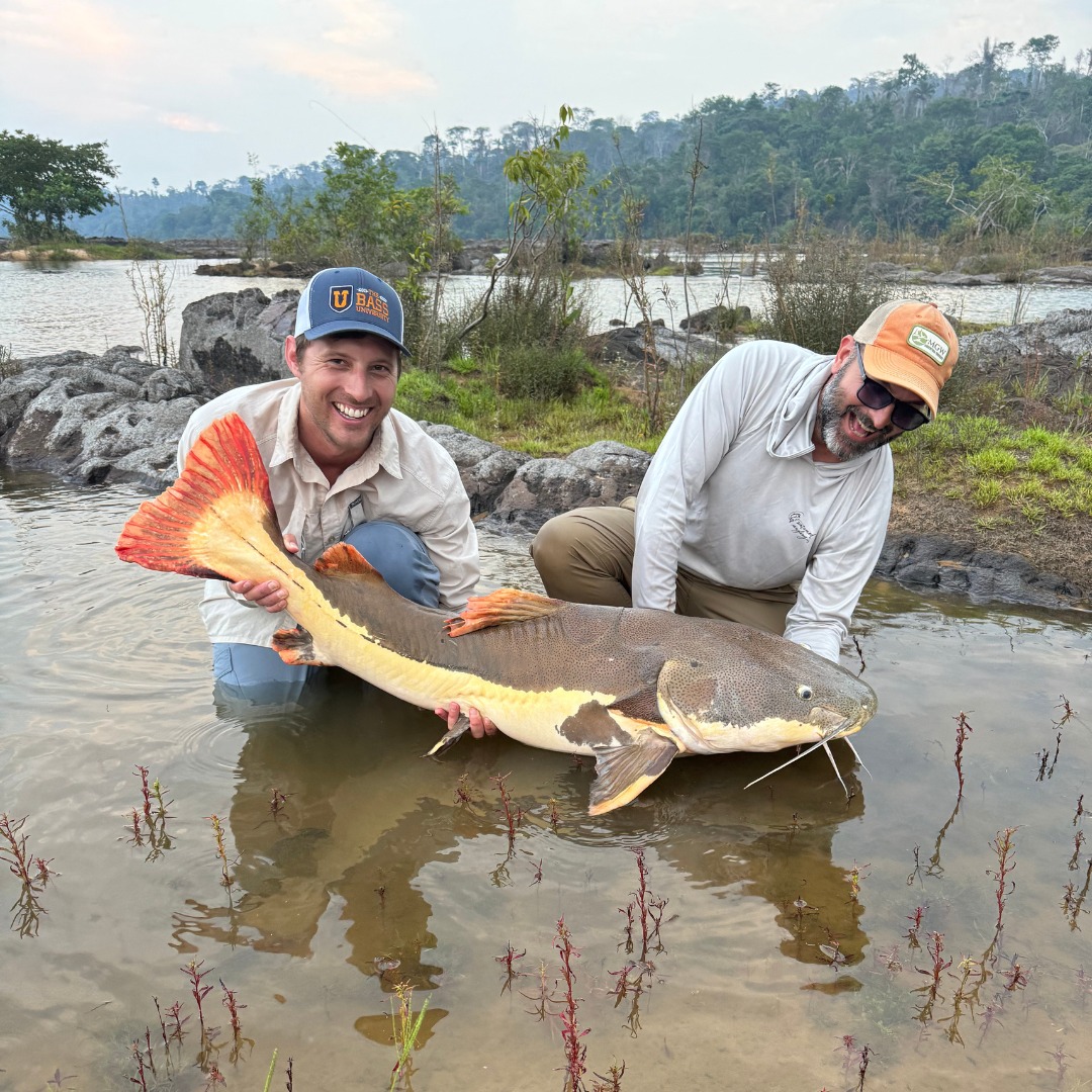giant Amazon Redtail Catfish