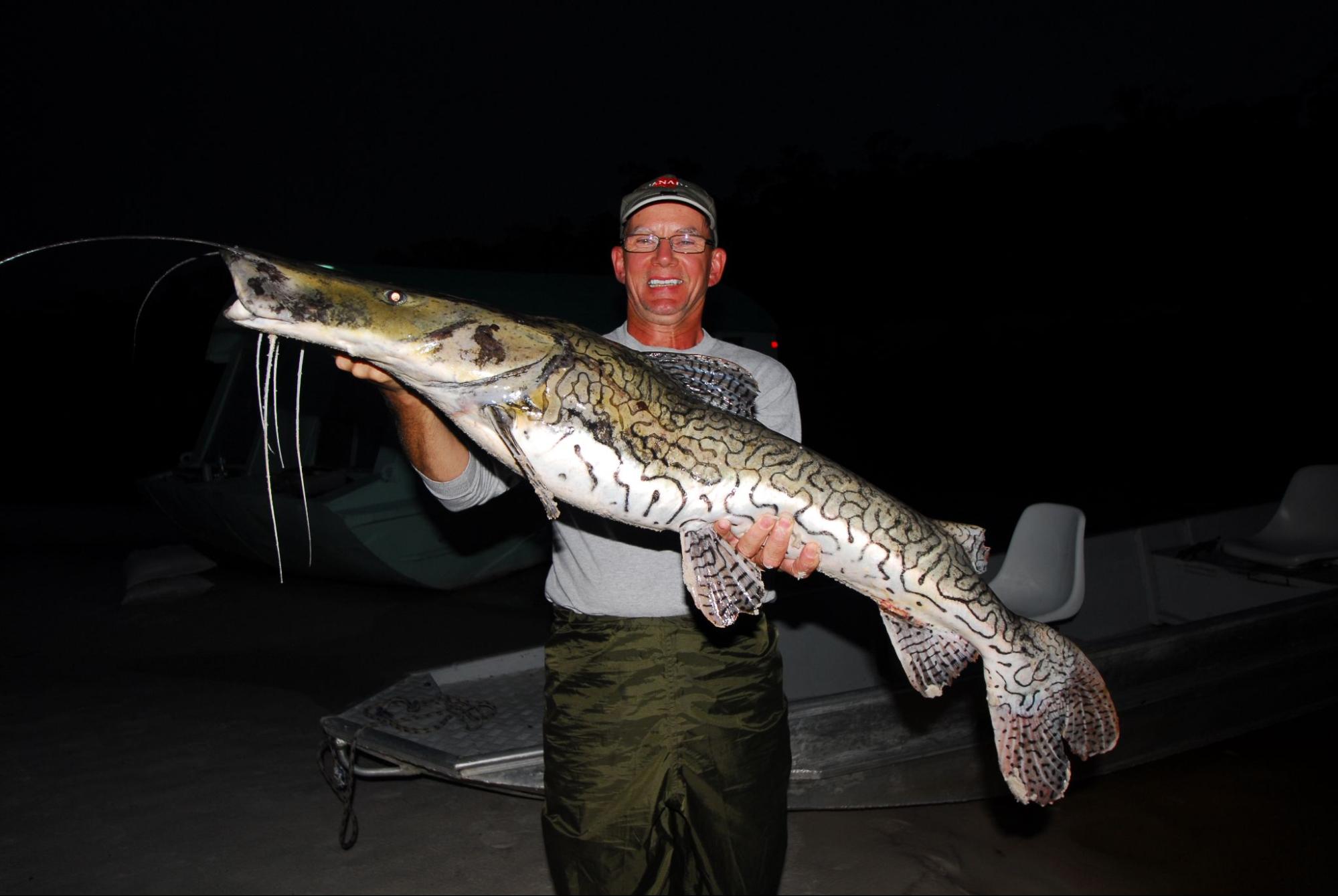 Sorubim catfish