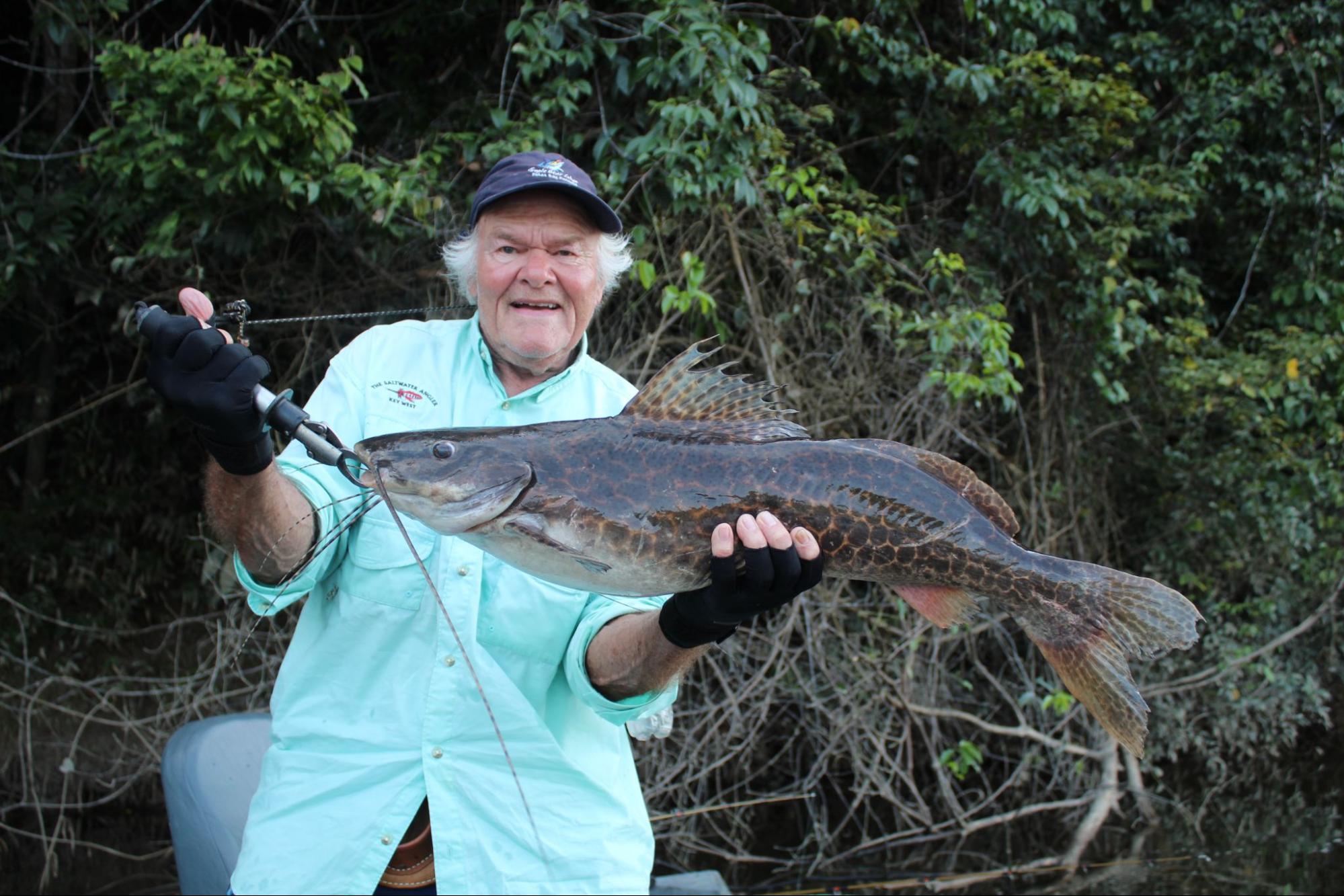 jundia catfish acute angling