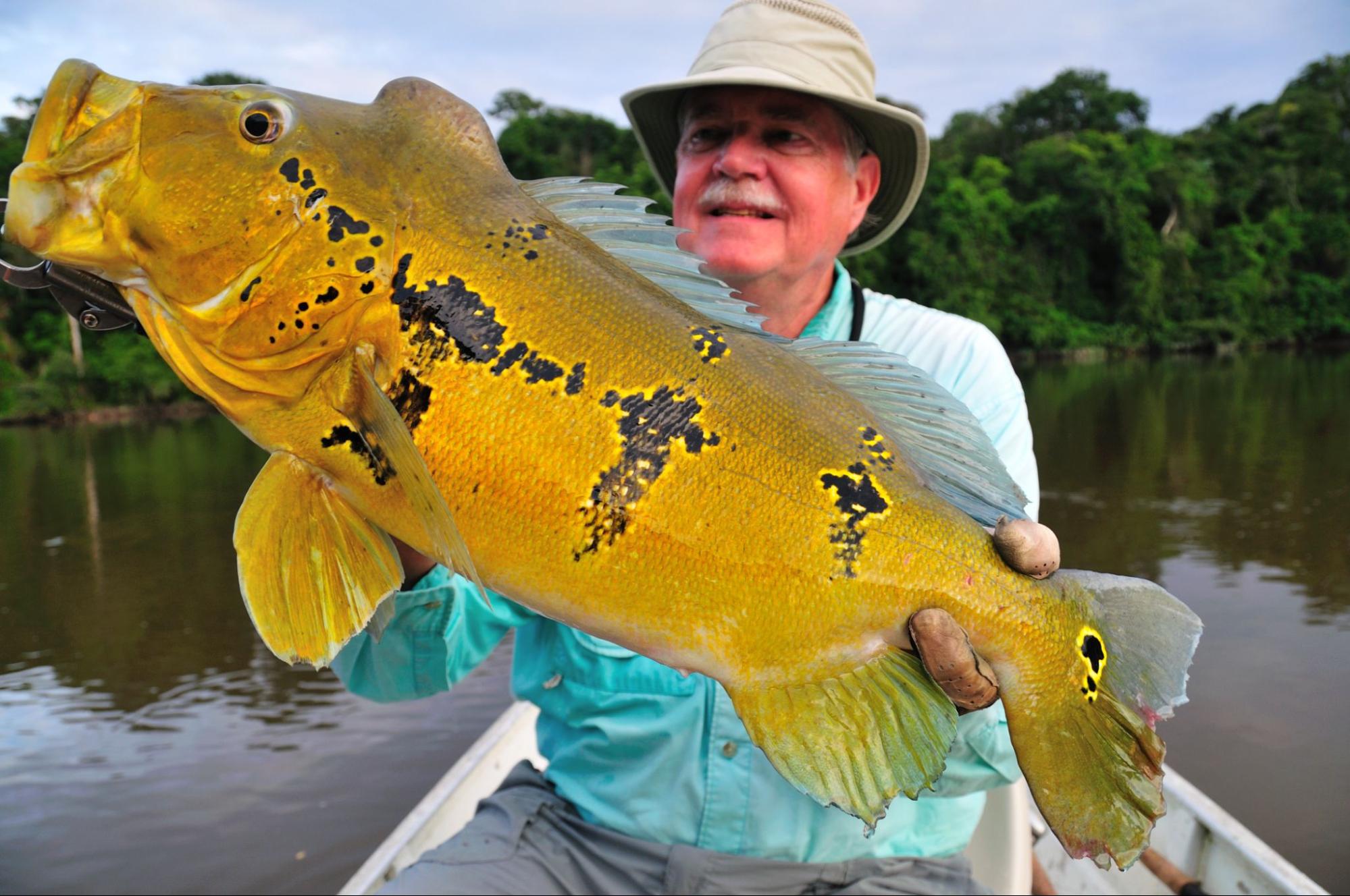 peacock bass