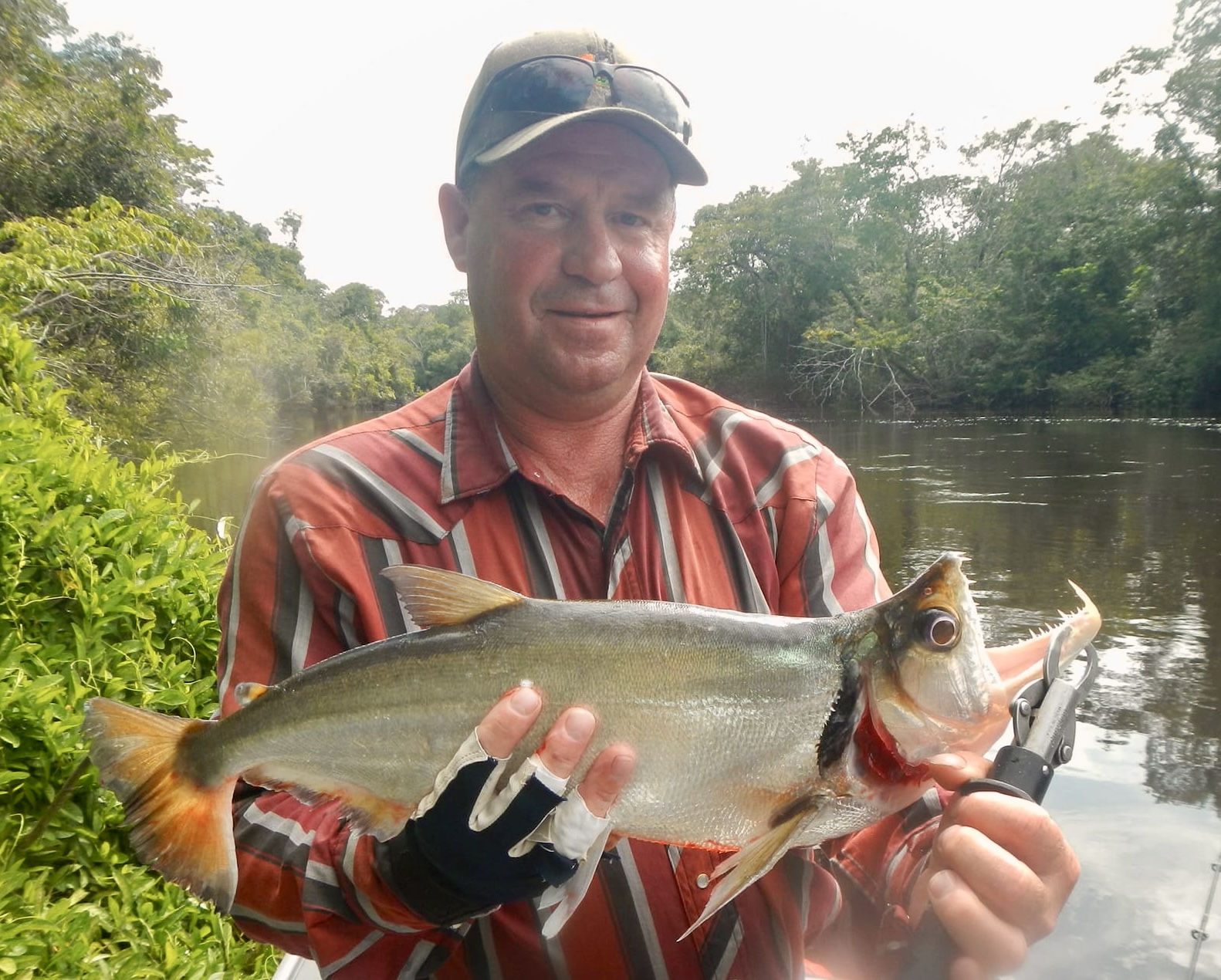 orange tail payara