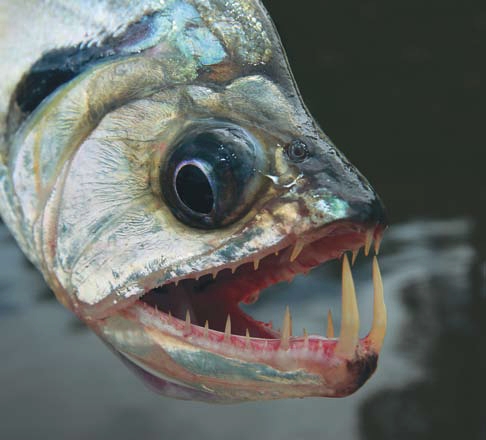 Payara Teeth