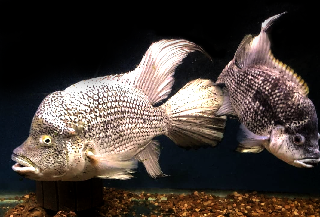 Nandosis Haitiensis the Haitian Cichlid