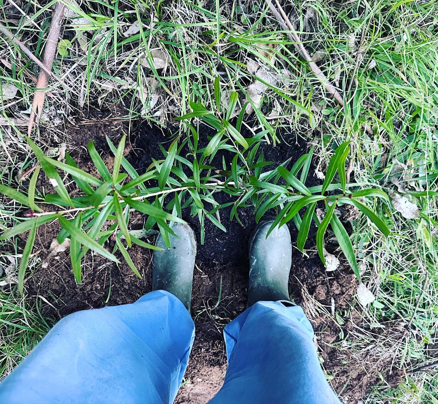 Person in gumboots planting young native trees in soil surrounded by grass. Person in gumboots planting young native trees in soil surrounded by grass.