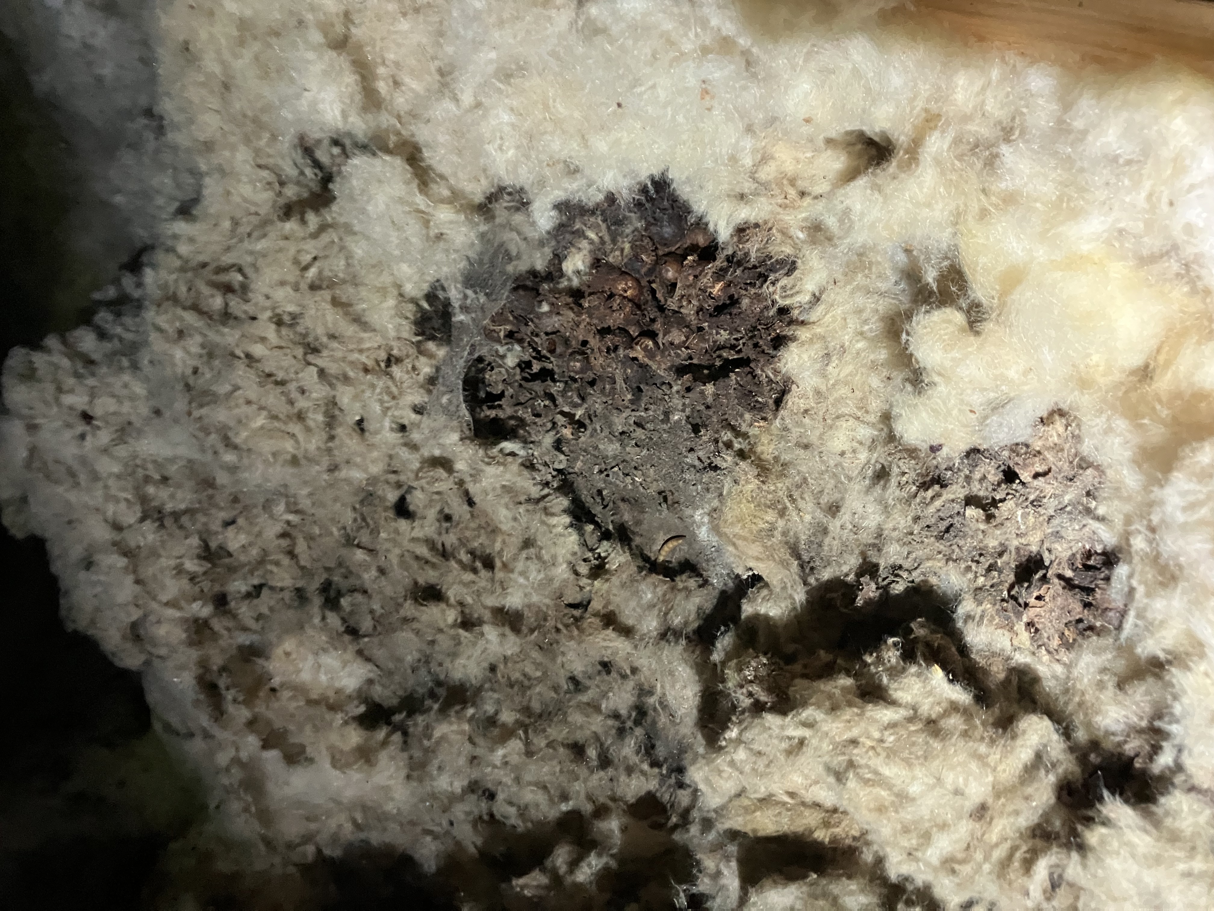 stockport-inuslation-contaminated-by-rodents