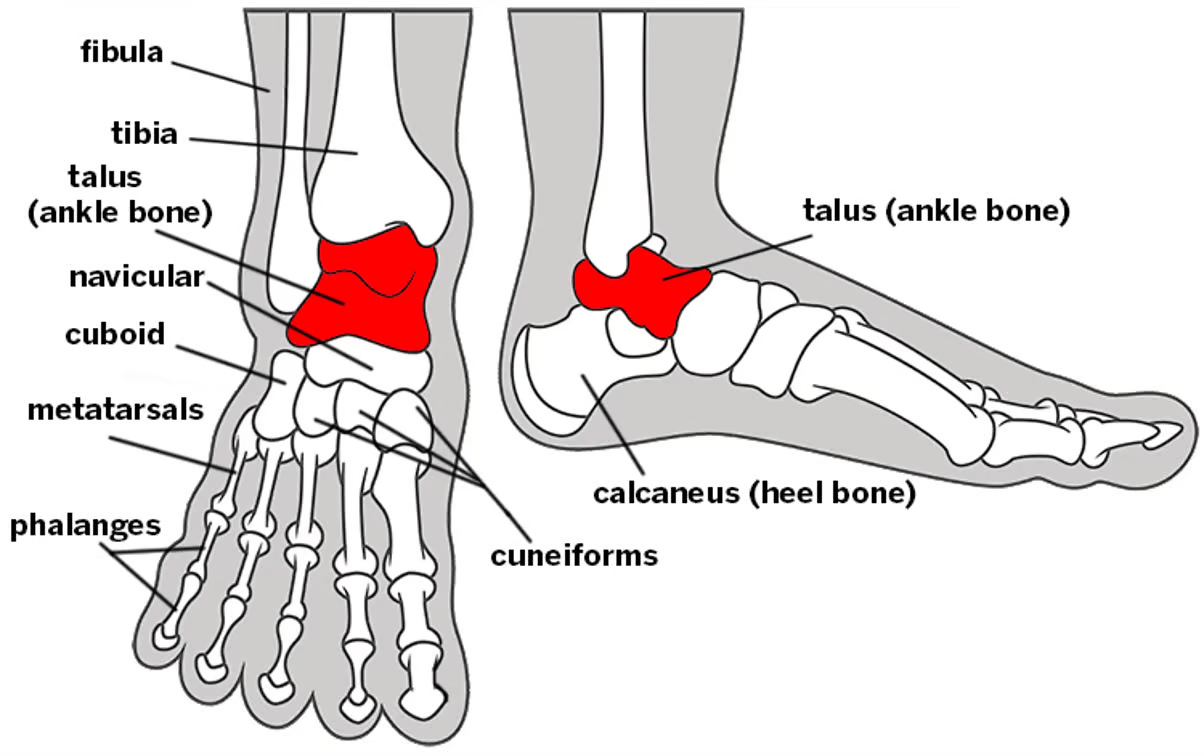 Labeled anatomical diagram of the human foot highlighting the talus, navicular, and cuboid bones in red. Labeled anatomical diagram of the human foot highlighting the talus, navicular, and cuboid bones in red.