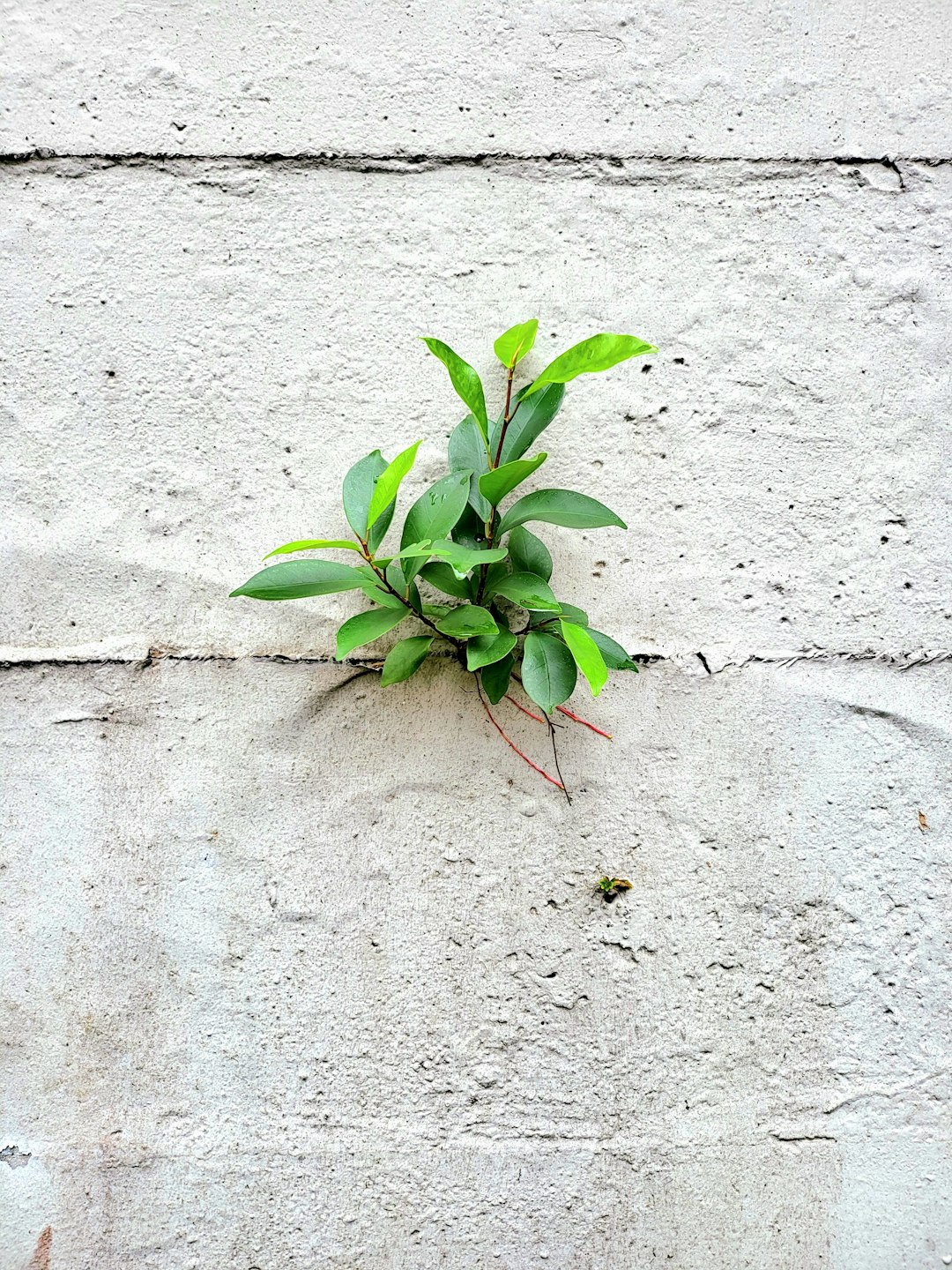 plant growing in cement crack