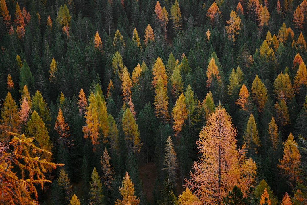 changing spruce trees