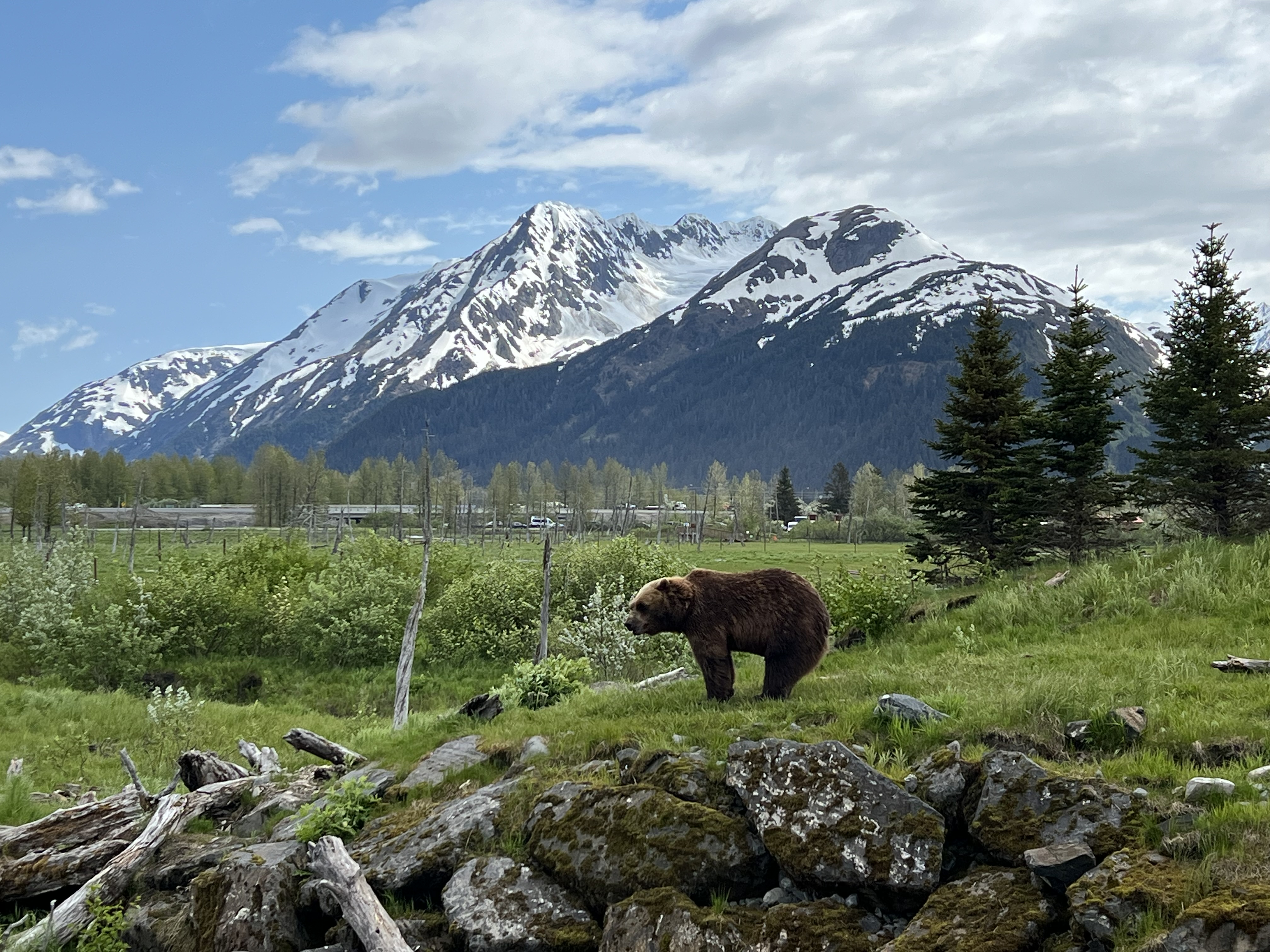 Alaskan Wildlife