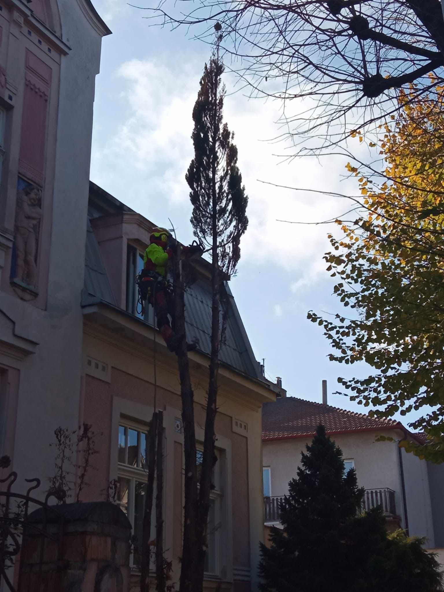 Realizace rizikové kácení 1