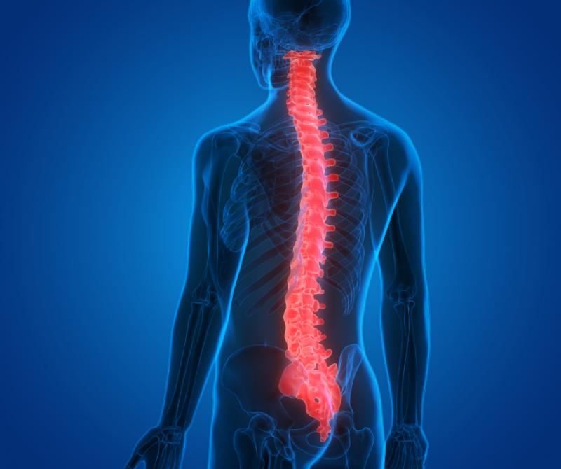 Spinal Spinal