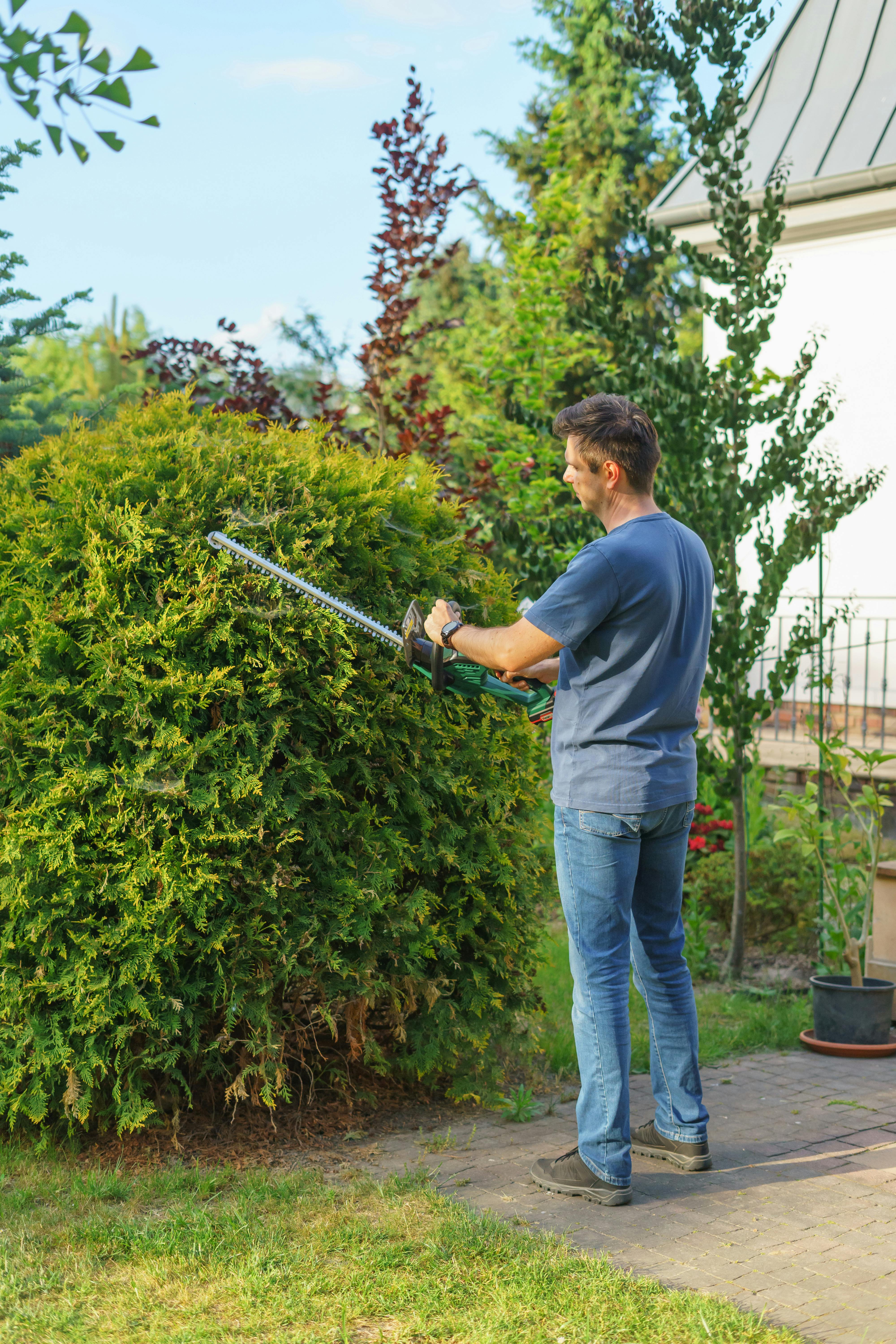 trimming trees trimming trees