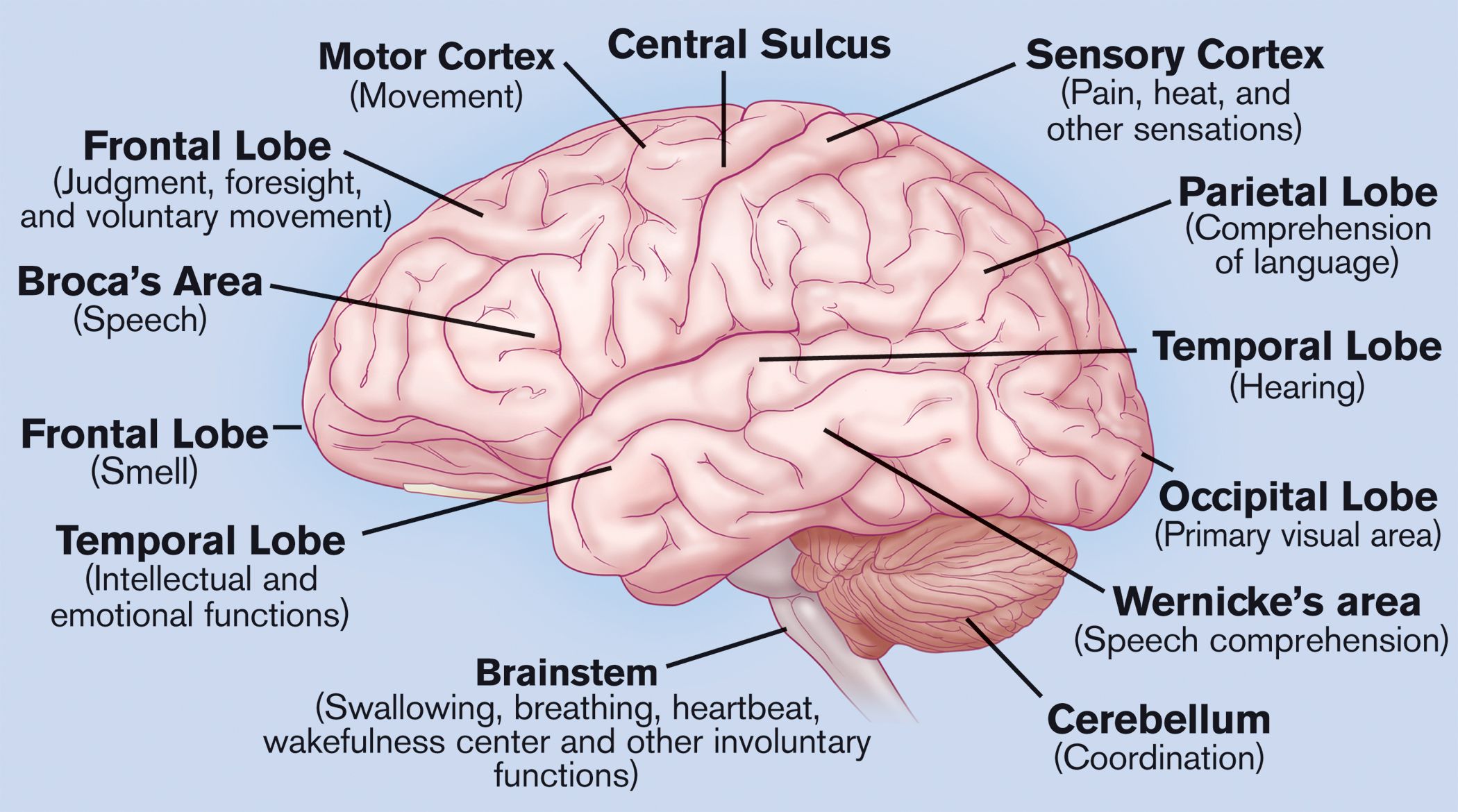 the anatomy of the brain the anatomy of the brain