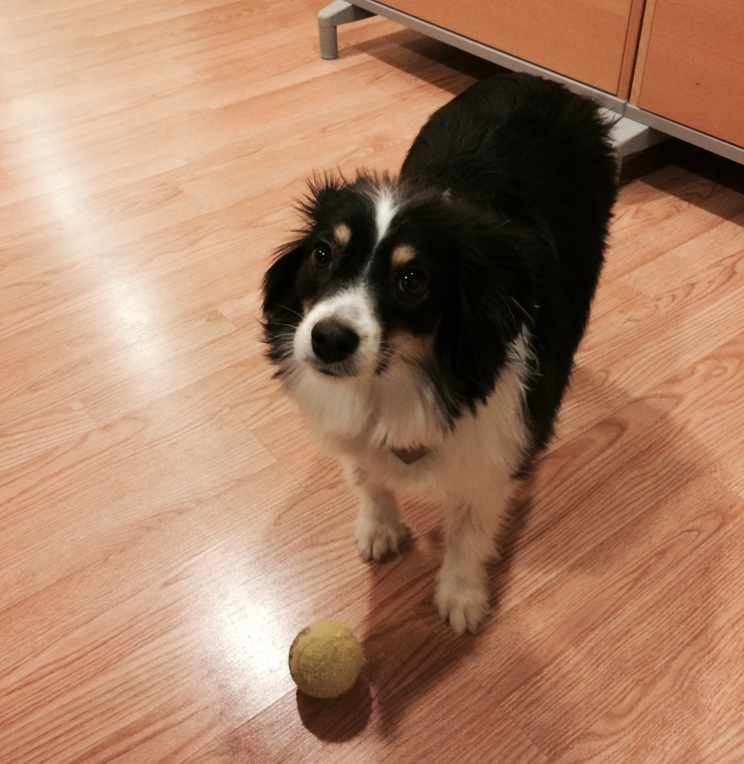 mini-aussie, ball, fetch