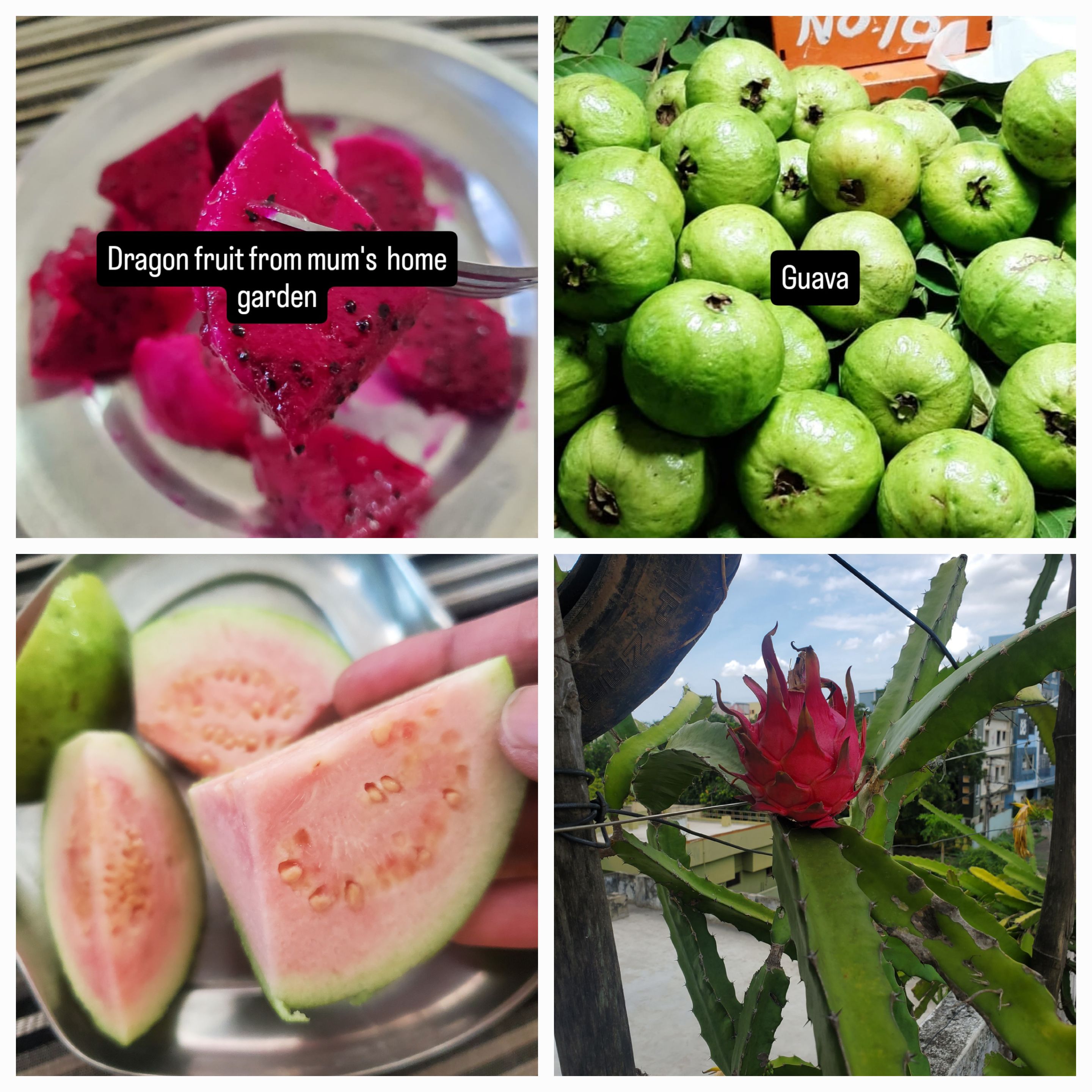 dragon fruit,guava