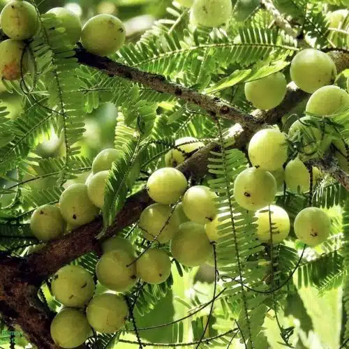 amla amla