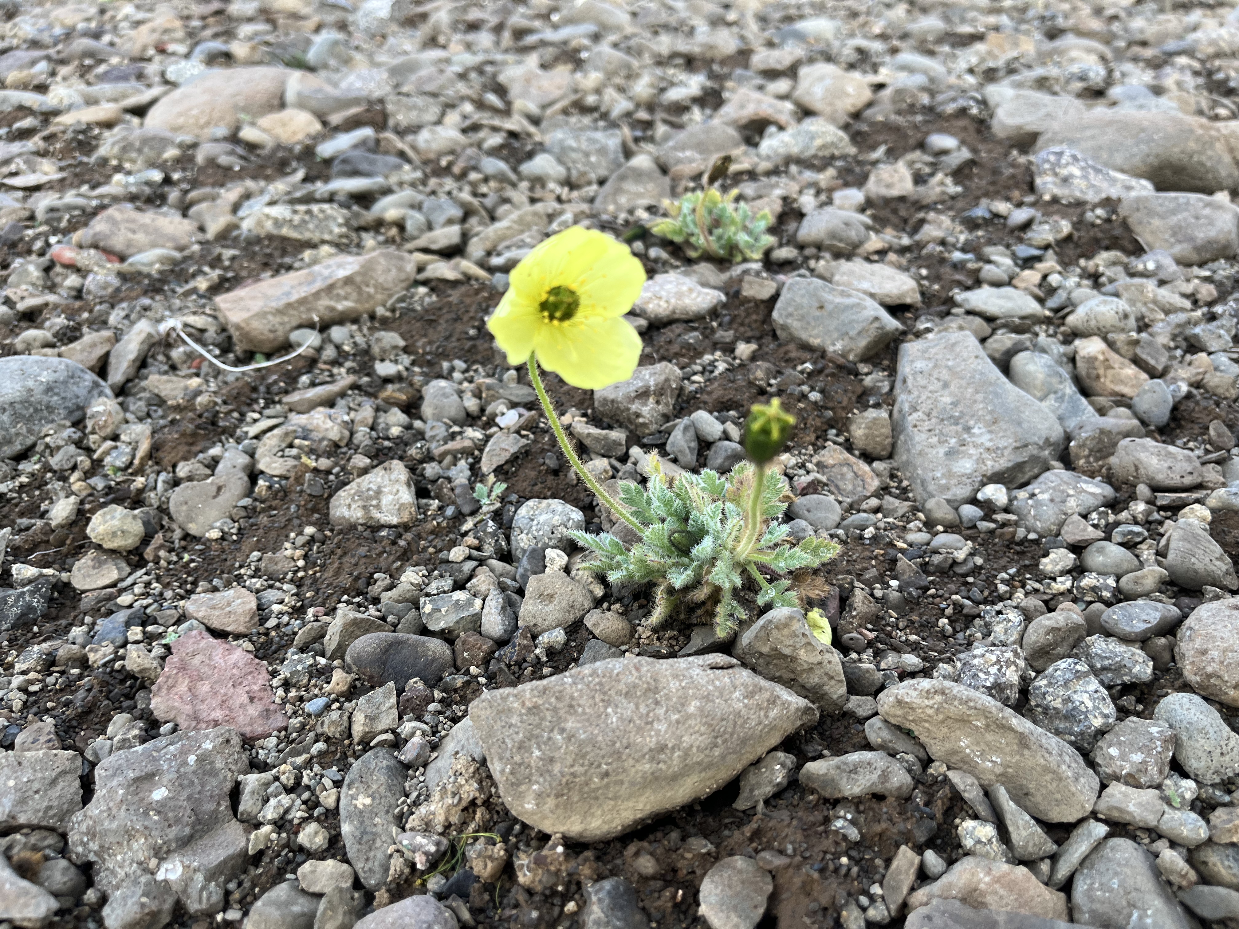 Fragility in the System