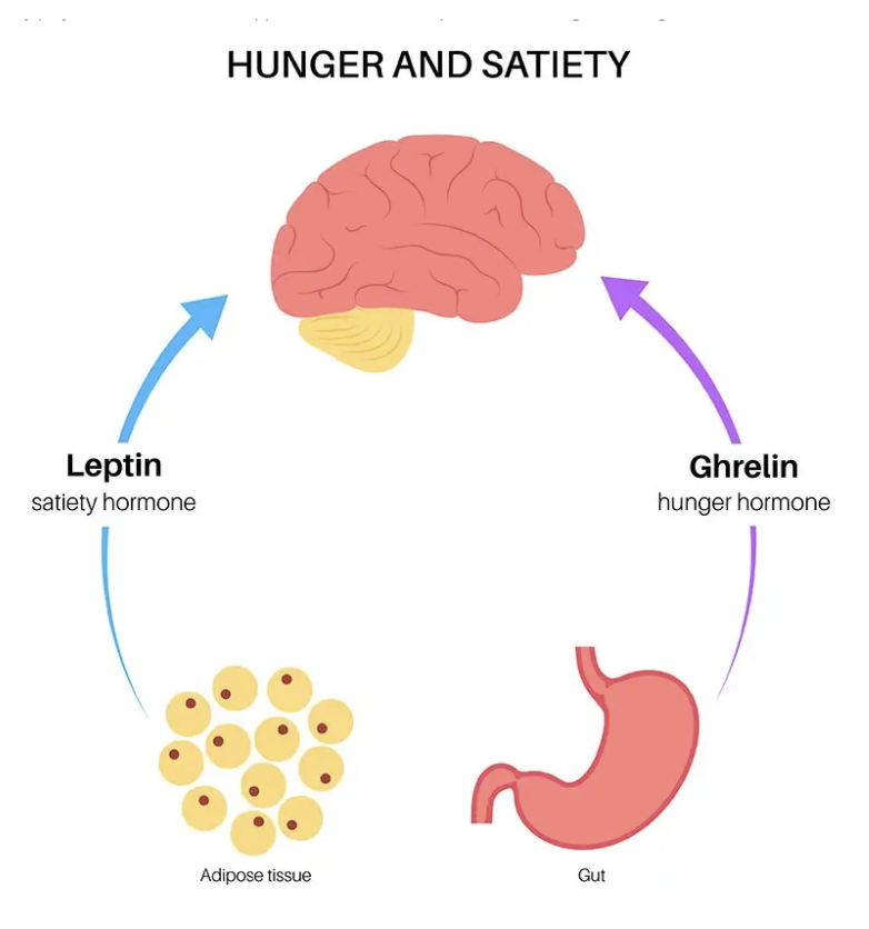 Illustration of the hunger hormone cycle showing ghrelin increasing hunger and leptin signaling fullness. Illustration of the hunger hormone cycle showing ghrelin increasing hunger and leptin signaling fullness.
