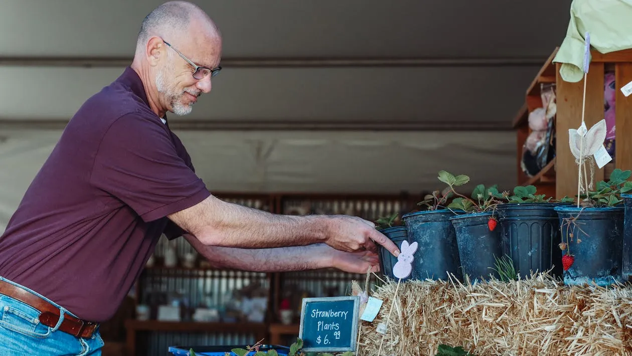 farm stand, garden storage house, man selling strawberry plants farm stand, garden storage house, man selling strawberry plants