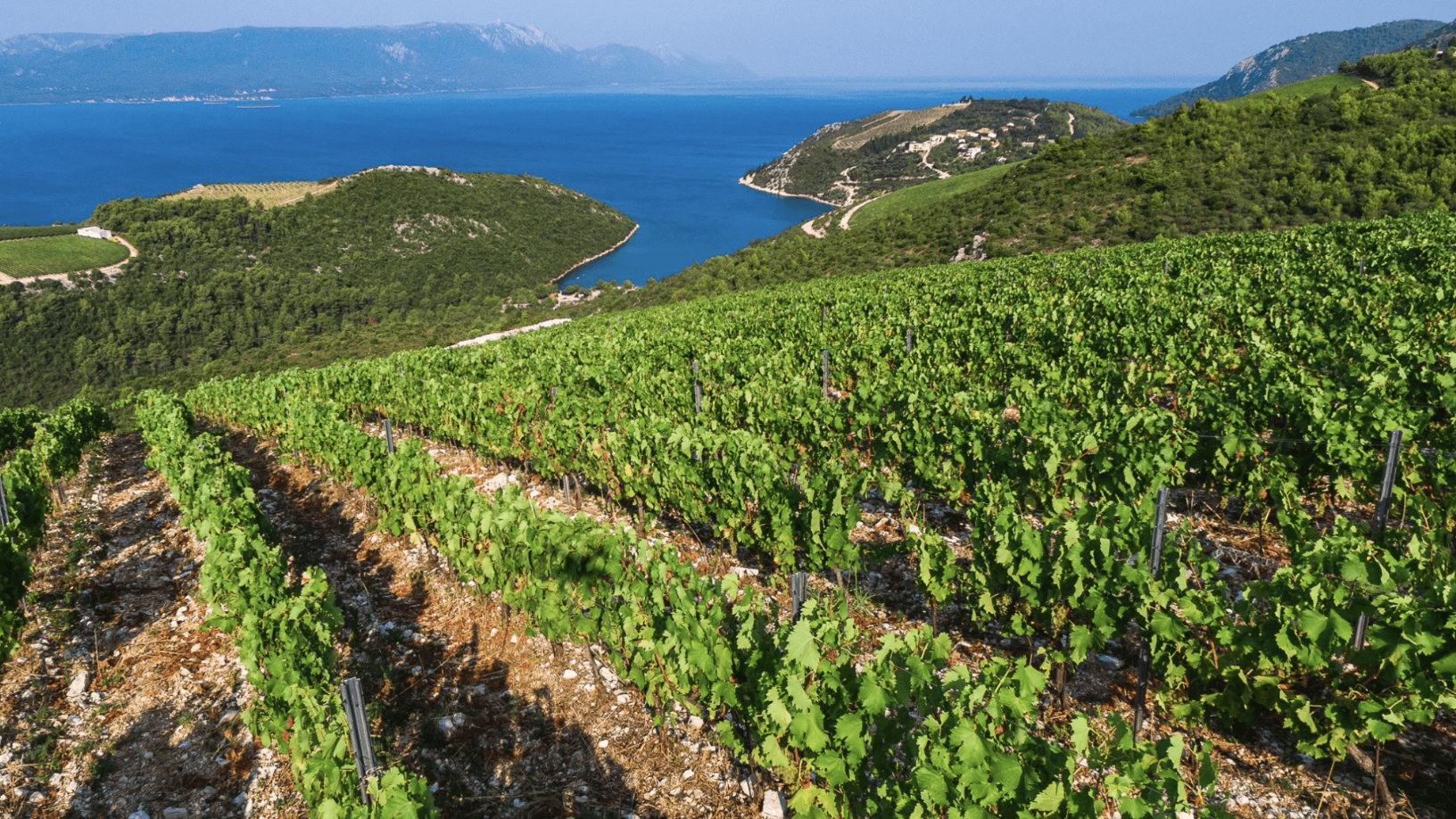 Croatian Wine Masterclass