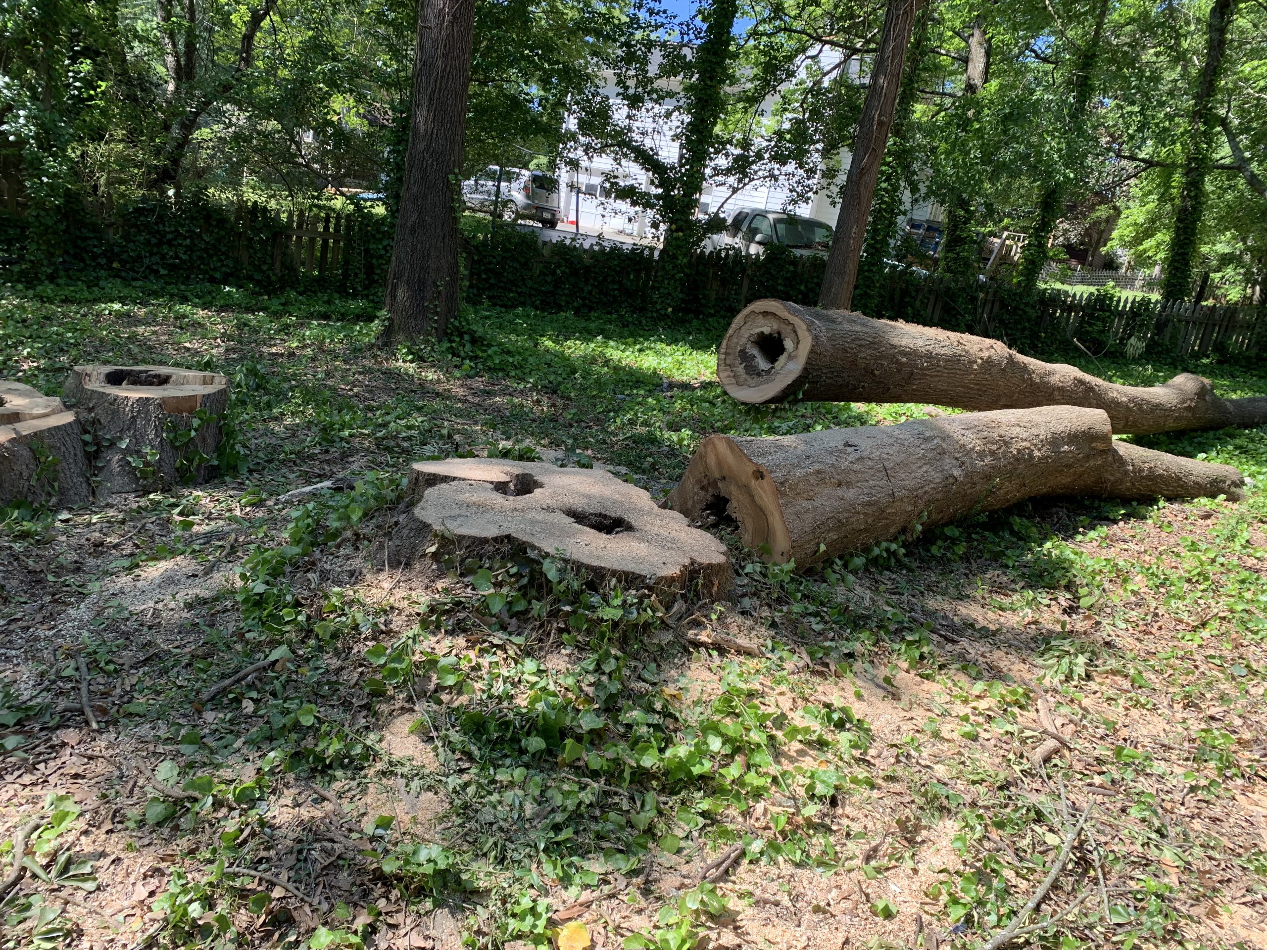 Tree Care Services