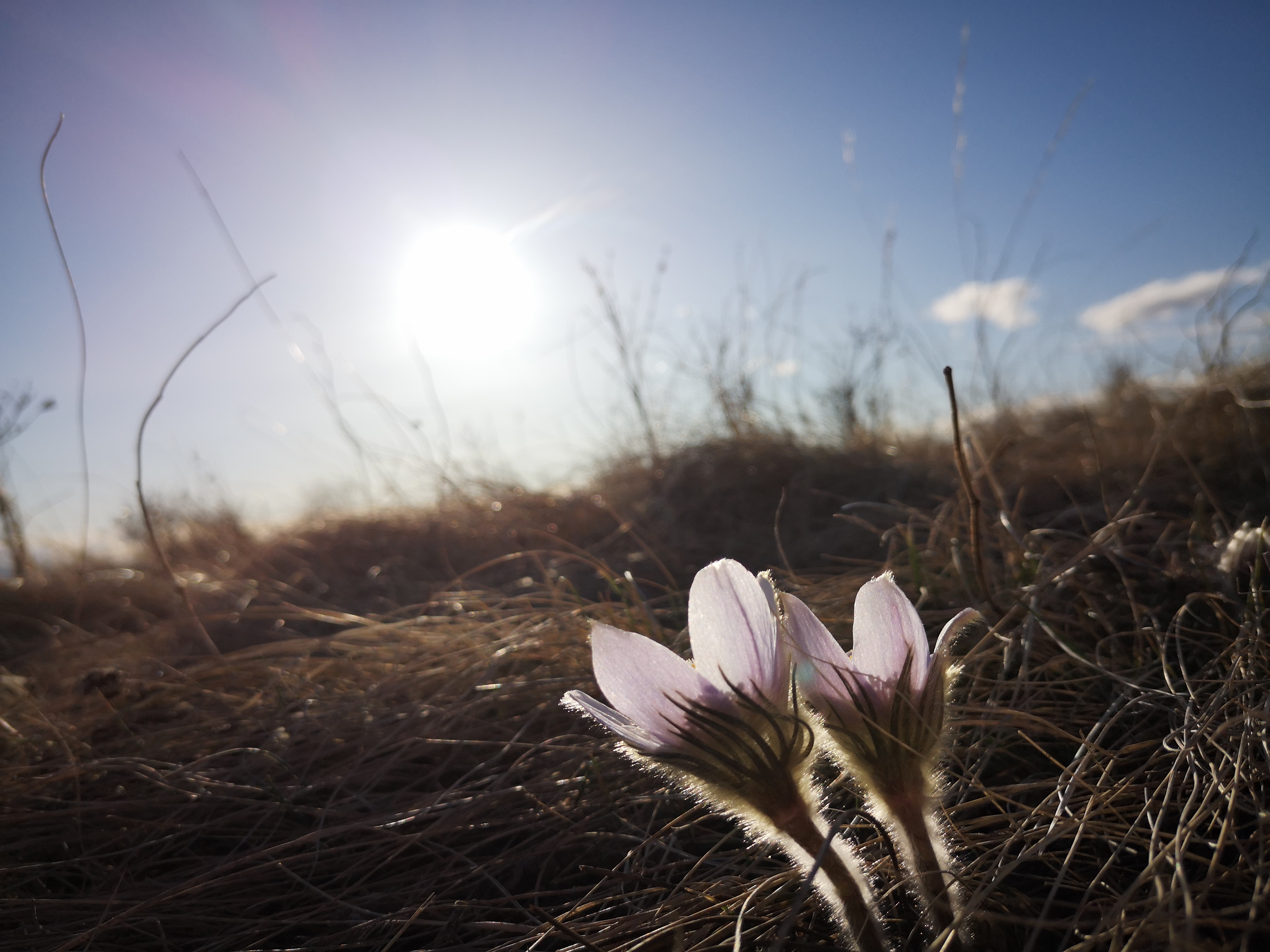 Flourish In Freedom Coaching