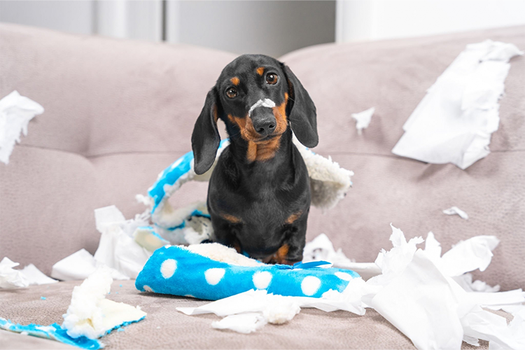 REASONS YOUR DOG MAY BE SHOWING SIGNS OF AGGRESSION 