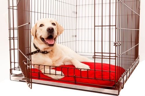 Teach Your Dog Crate Manners