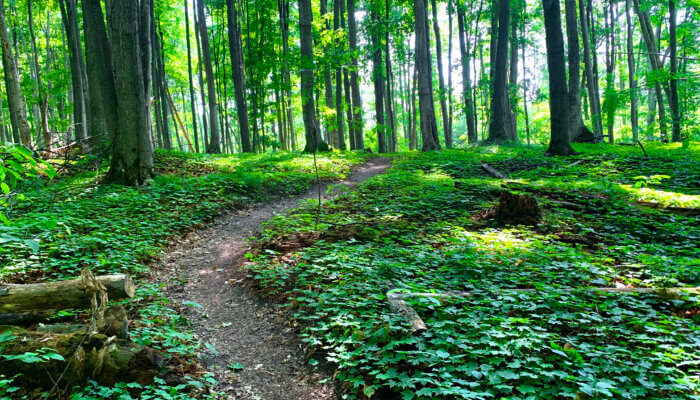 Hiking Trails in Michigan