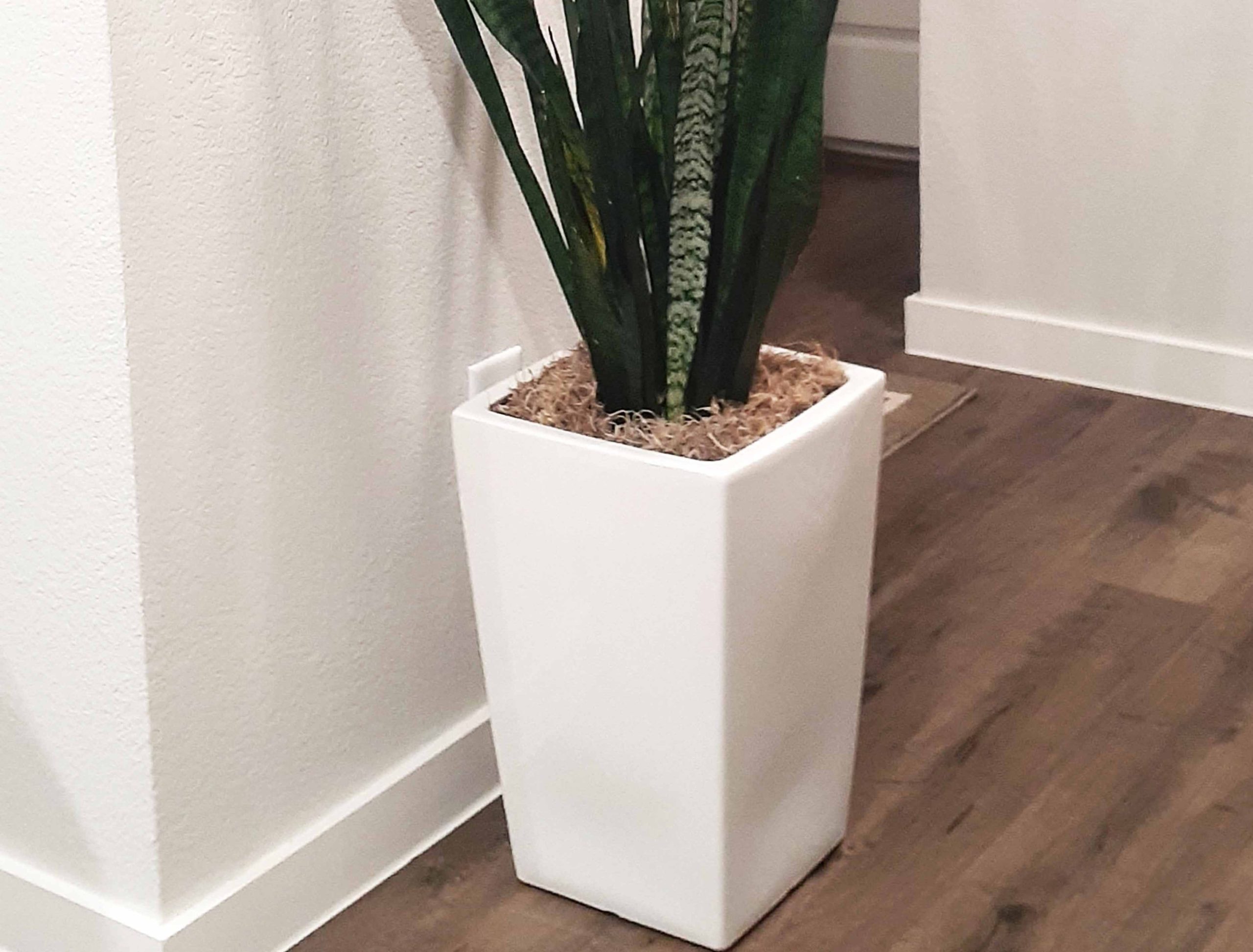 Plants