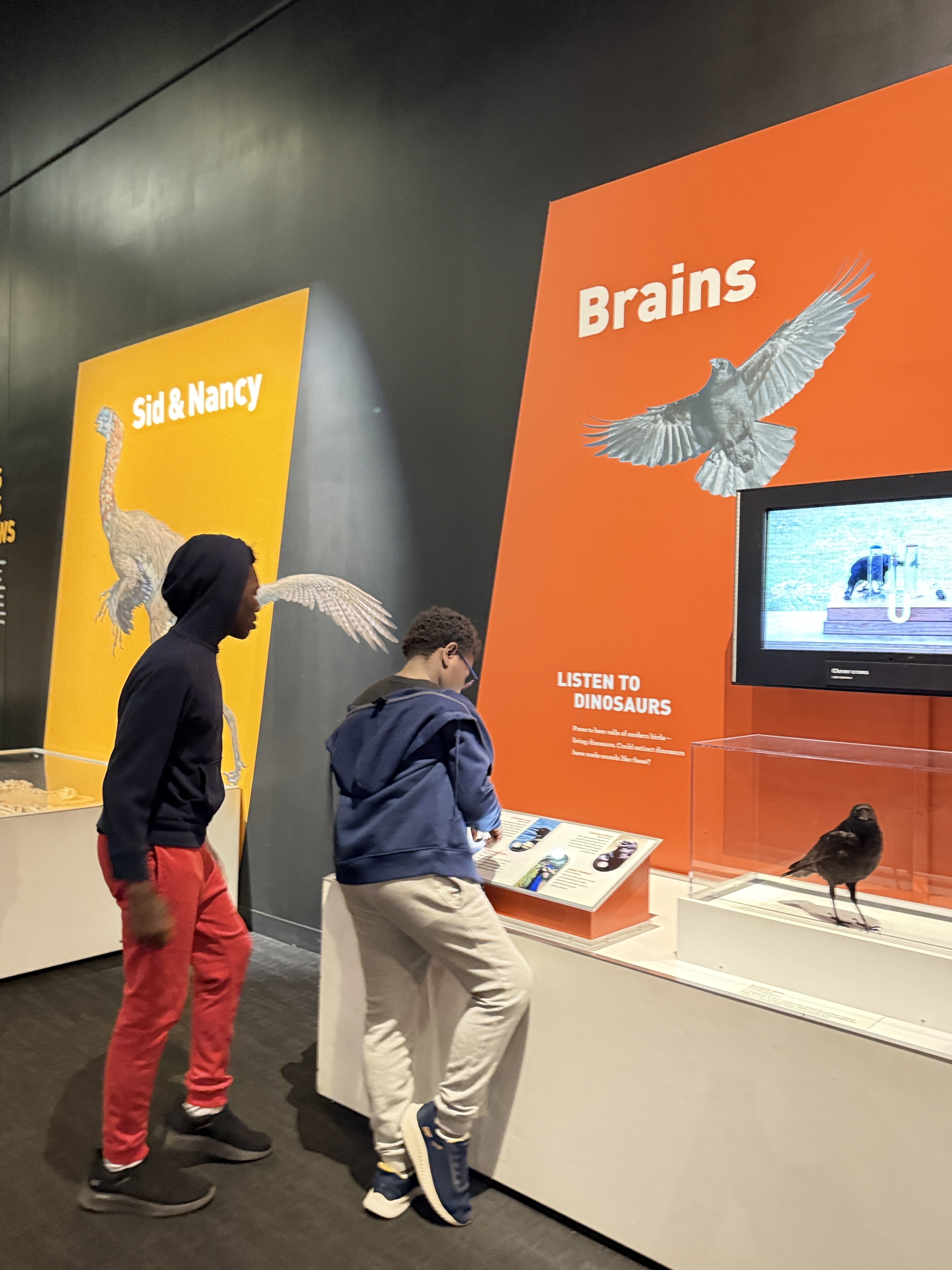 Two boys stand at an interactive museum exhibit focused on dinosaur brains and behavior. One reads an informational display while the other watches, with large orange and yellow panels behind them labeled “Brains” and “Sid & Nancy.” A small bird specimen and a video screen are displayed, illustrating connections between modern birds and dinosaurs in a science museum setting. Two boys stand at an interactive museum exhibit focused on dinosaur brains and behavior. One reads an informational display while the other watches, with large orange and yellow panels behind them labeled “Brains” and “Sid & Nancy.” A small bird specimen and a video screen are displayed, illustrating connections between modern birds and dinosaurs in a science museum setting.