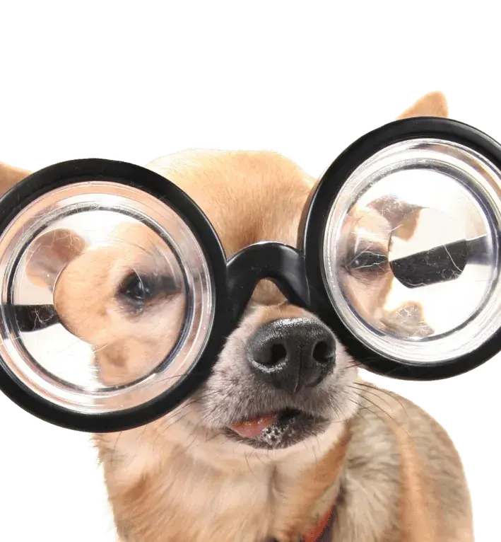 Adorable Chihuahua wearing large round glasses representing the guided, personalized Smart Paws onboarding journey and comprehensive support
