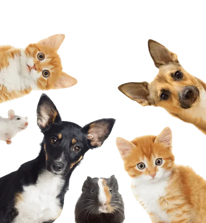 Happy group of pets including dogs and cats representing clinic growth and client satisfaction