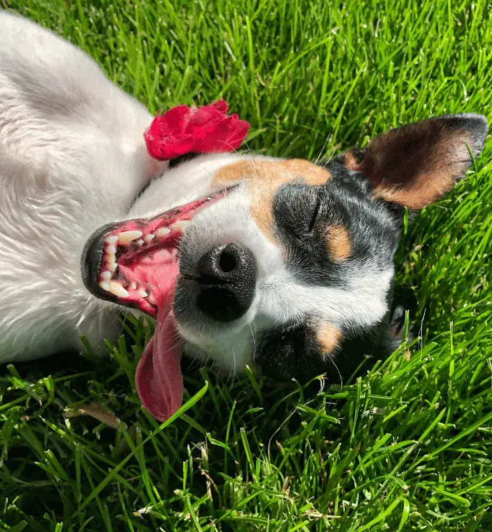 Happy smiling dog lying on grass with red flower accessory, representing satisfied veterinary clinic clients who love their clinic