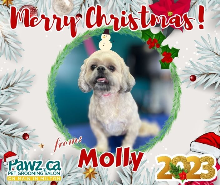 Pawz.ca Pet Grooming Milton Professional Dog Grooming Stylists serving