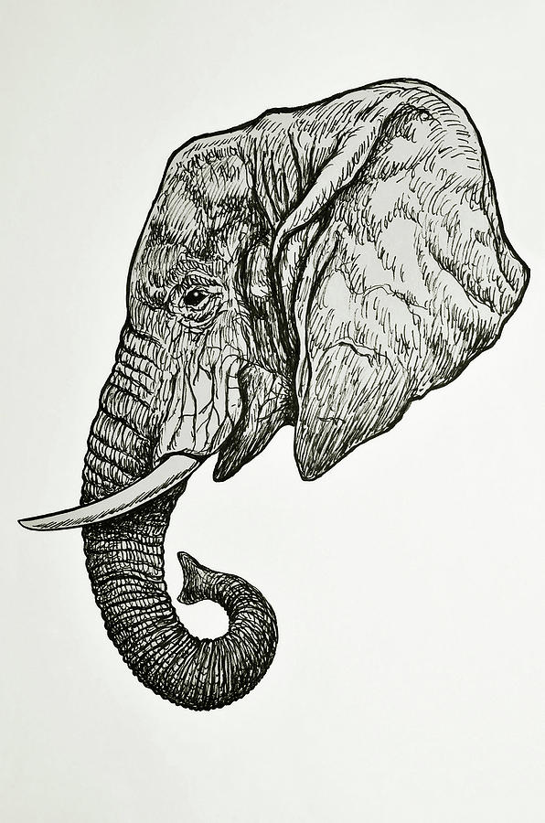 Elephant Blog pic Elephant Blog pic