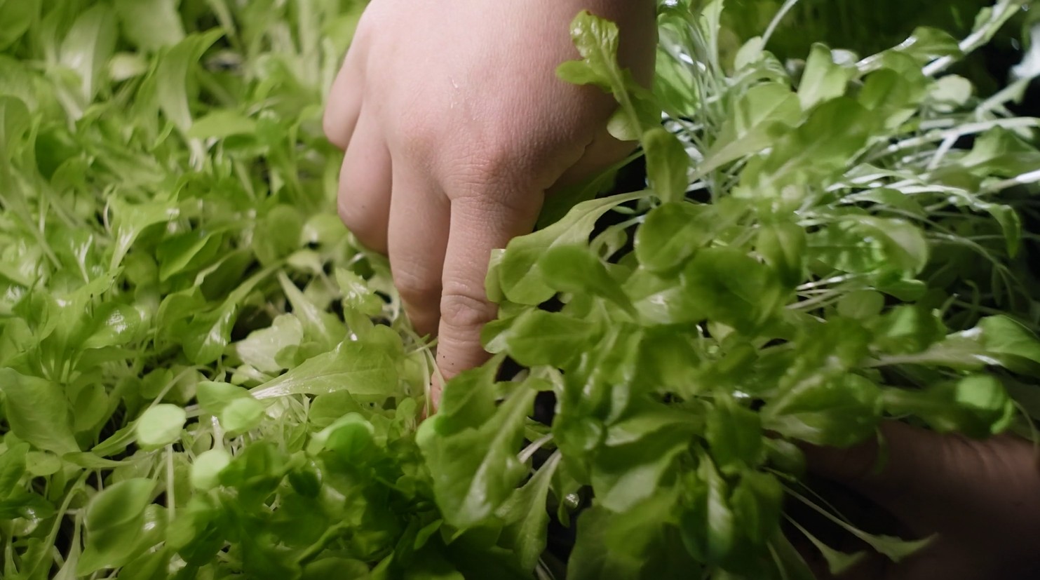 Hydroponic Indoor Gardens