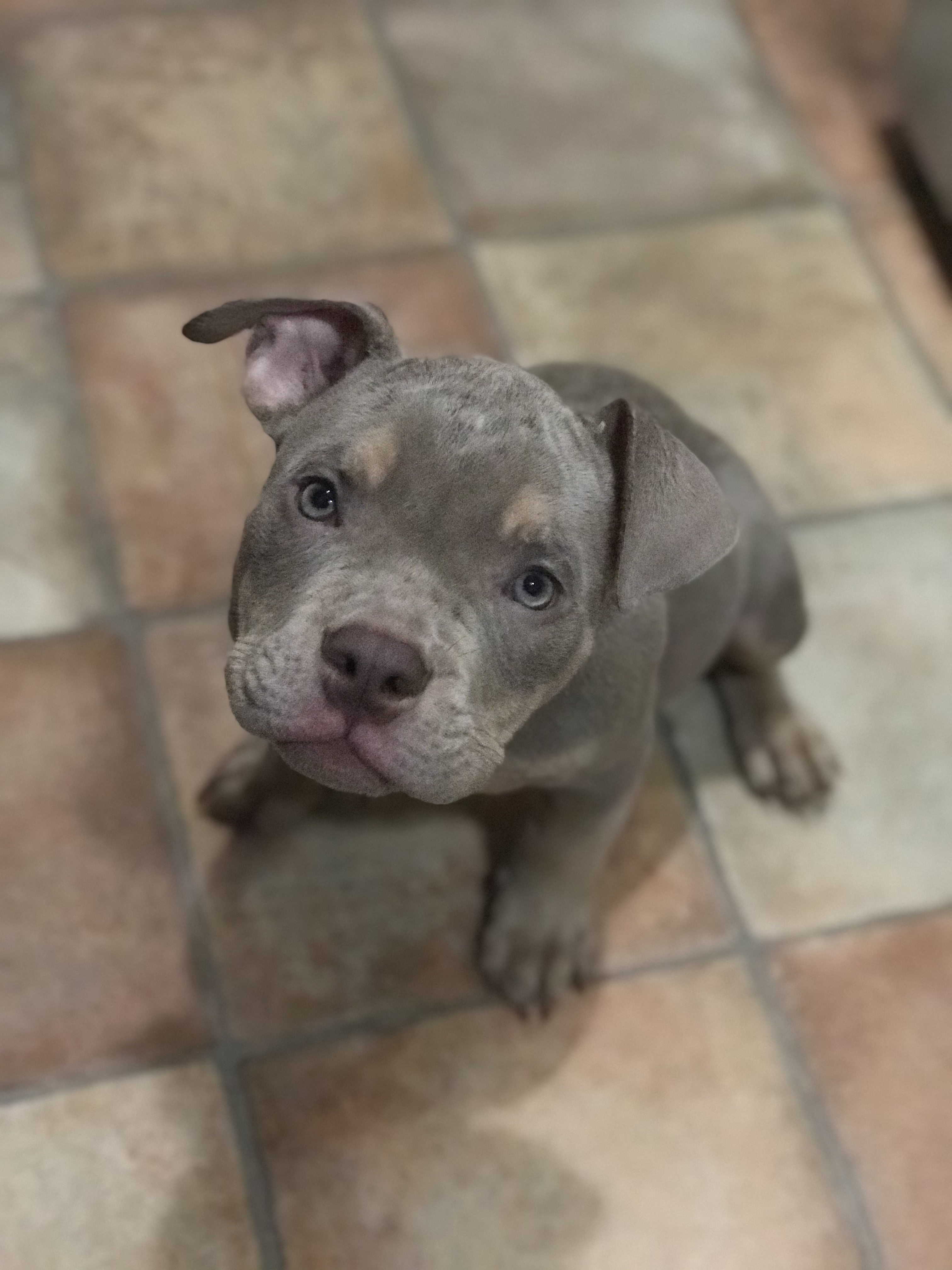 pitbull puppy picture