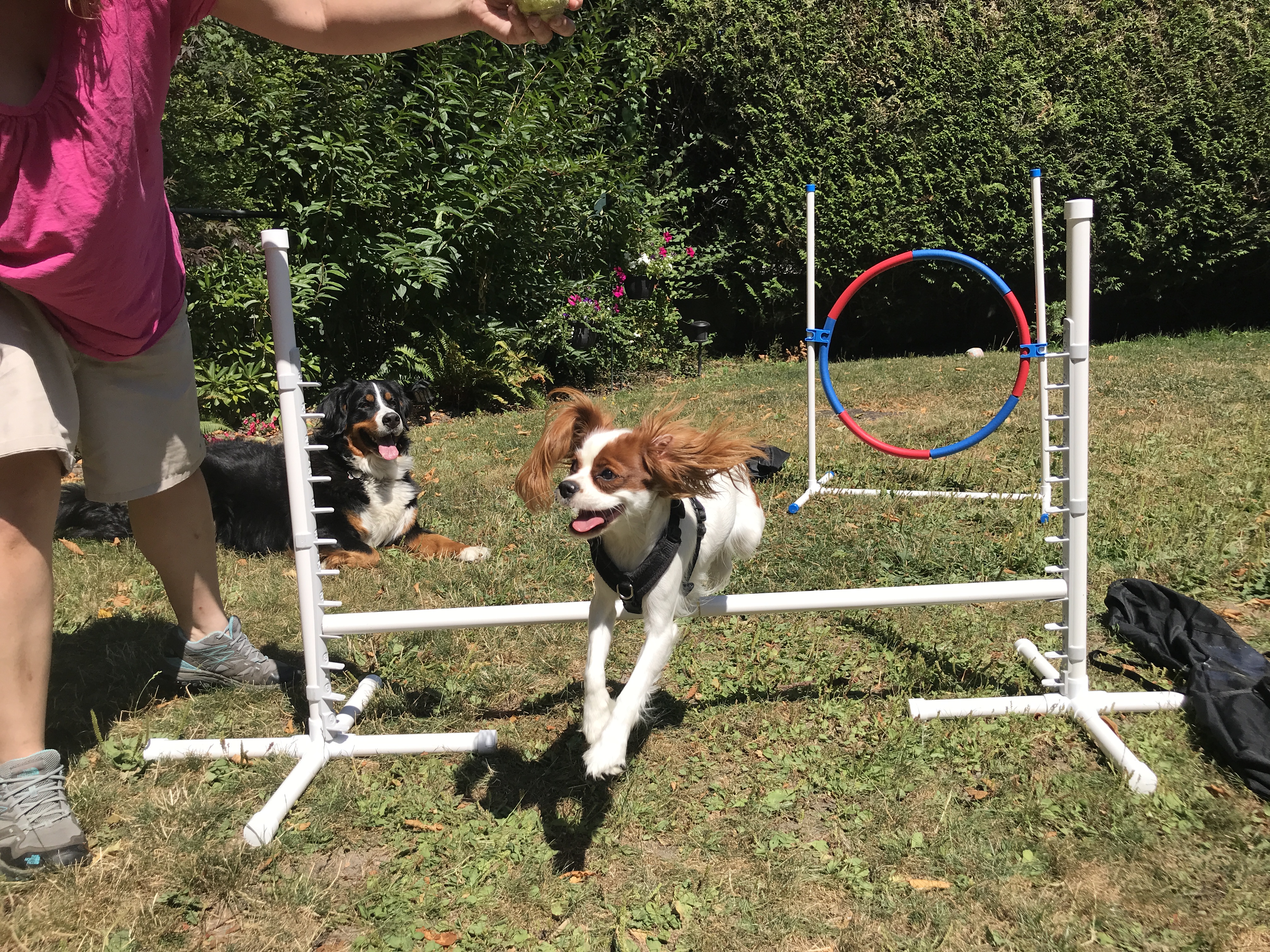 a happy dog leaps over an agility jump