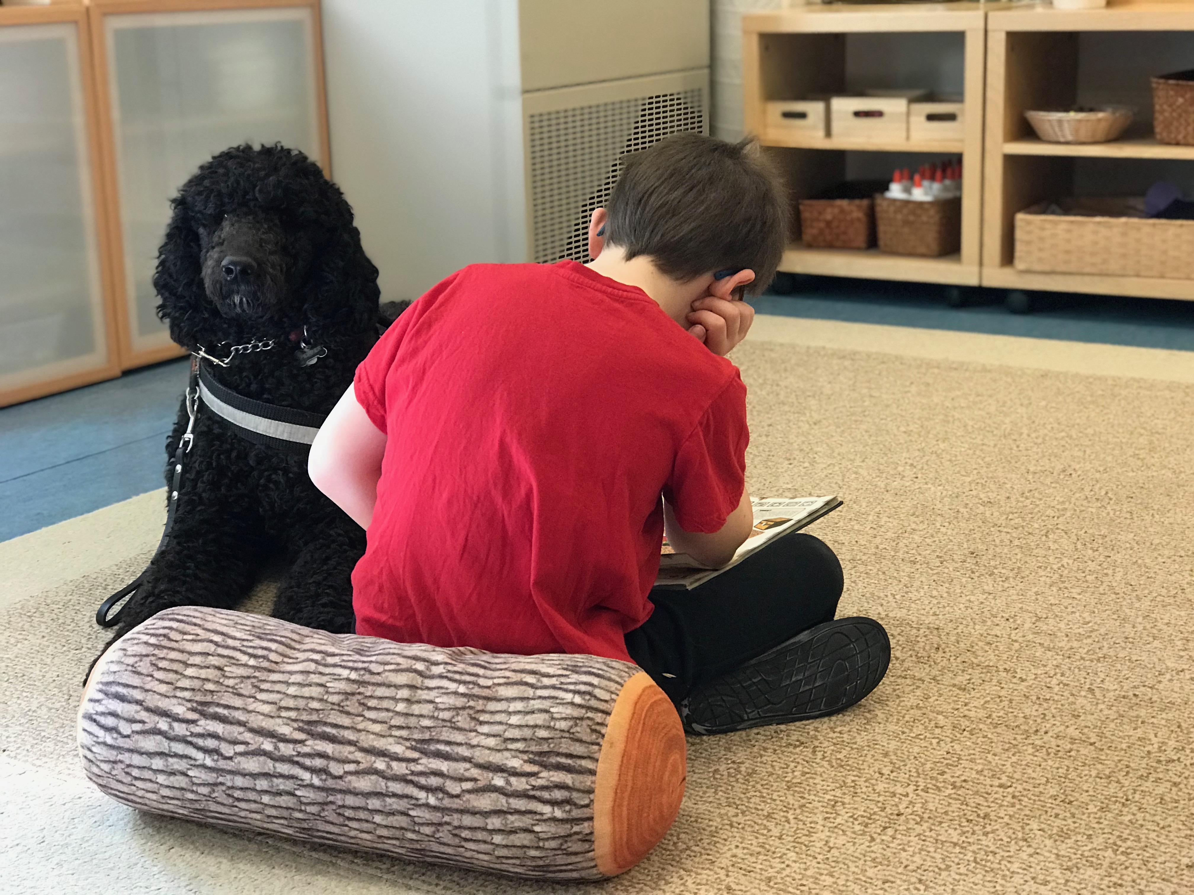 autism dog and child in a school setting