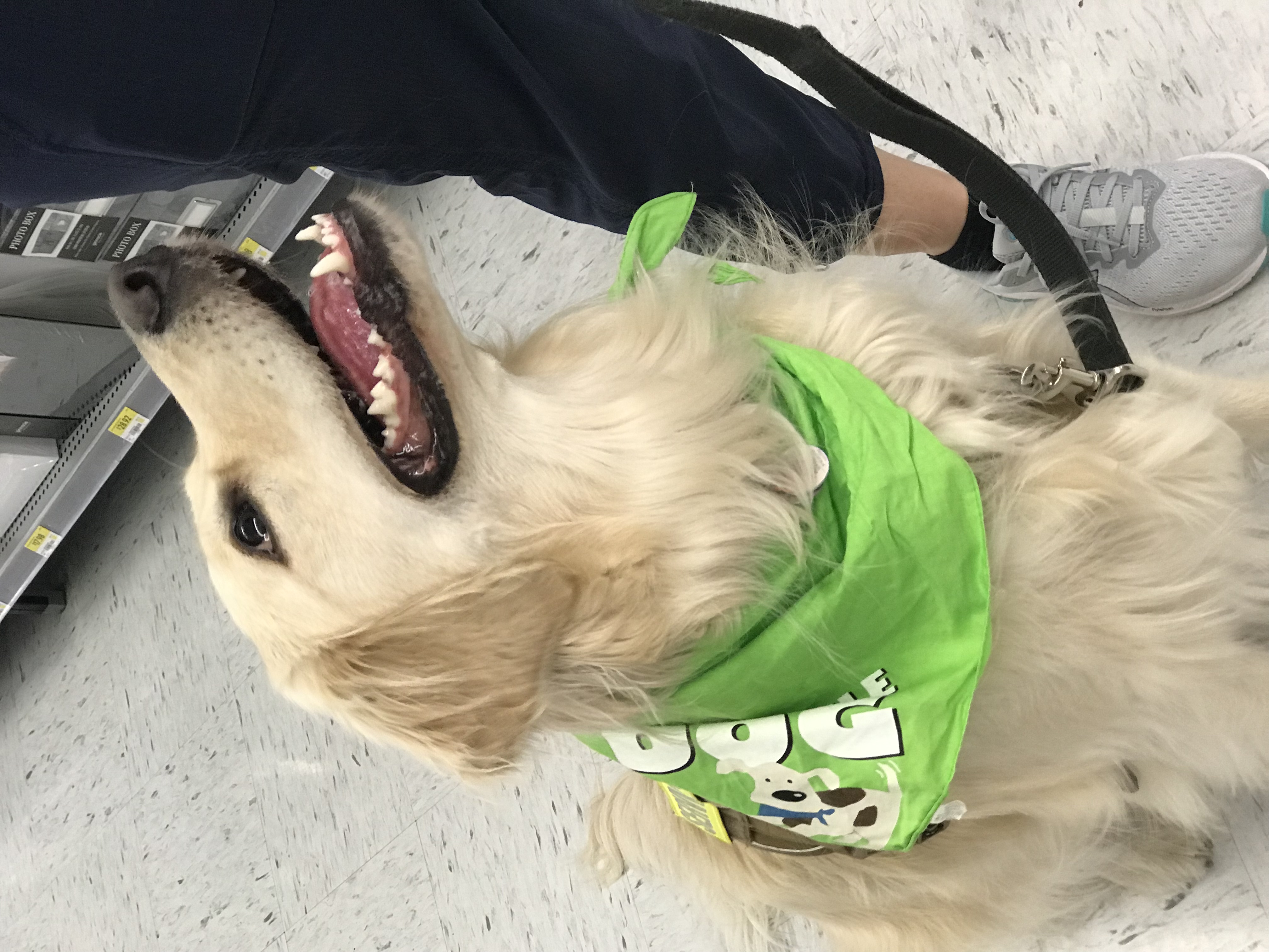 Image of a golden retriever smiling up at handler