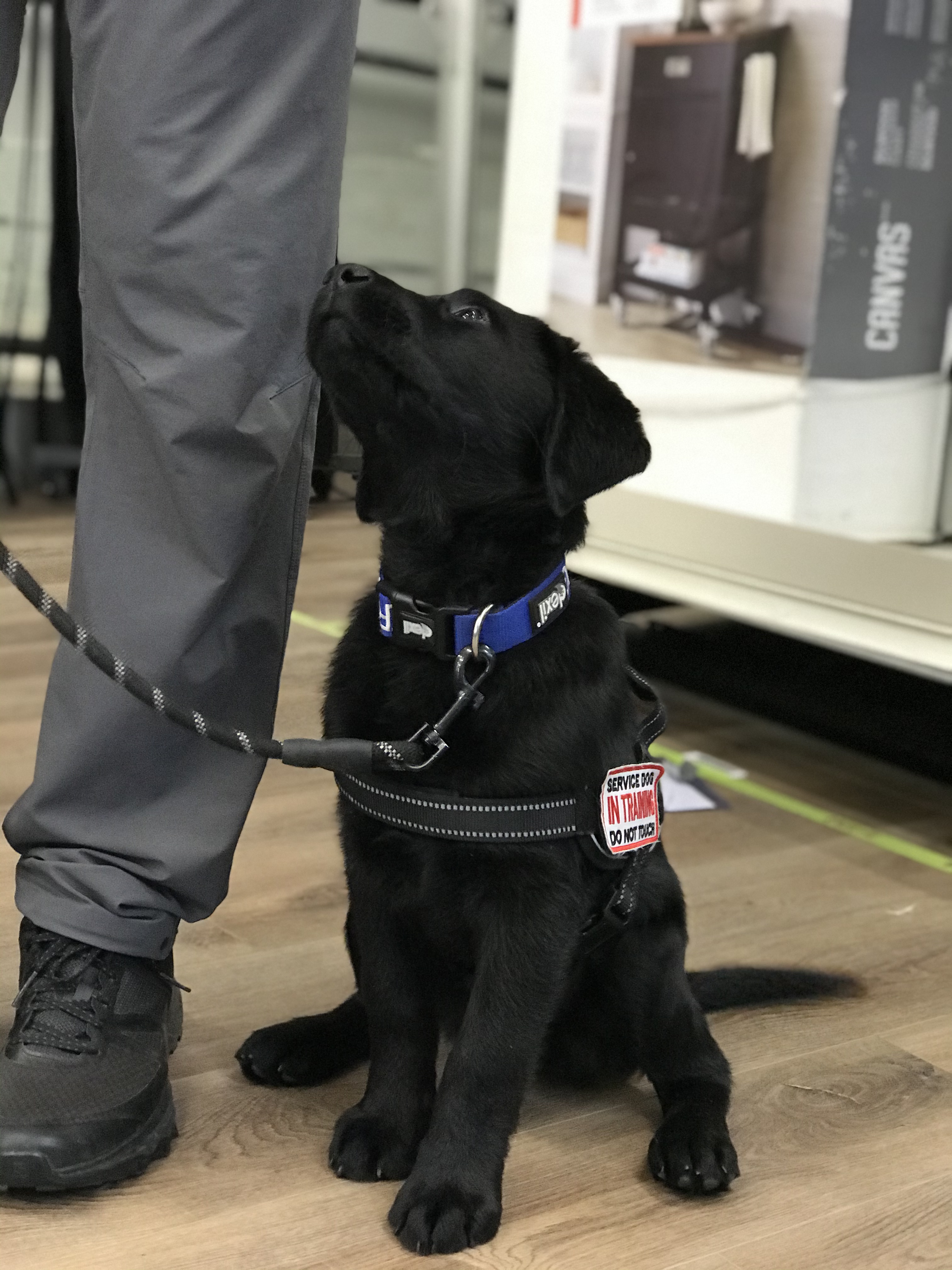 A black lab puppy sits alertly in heel position