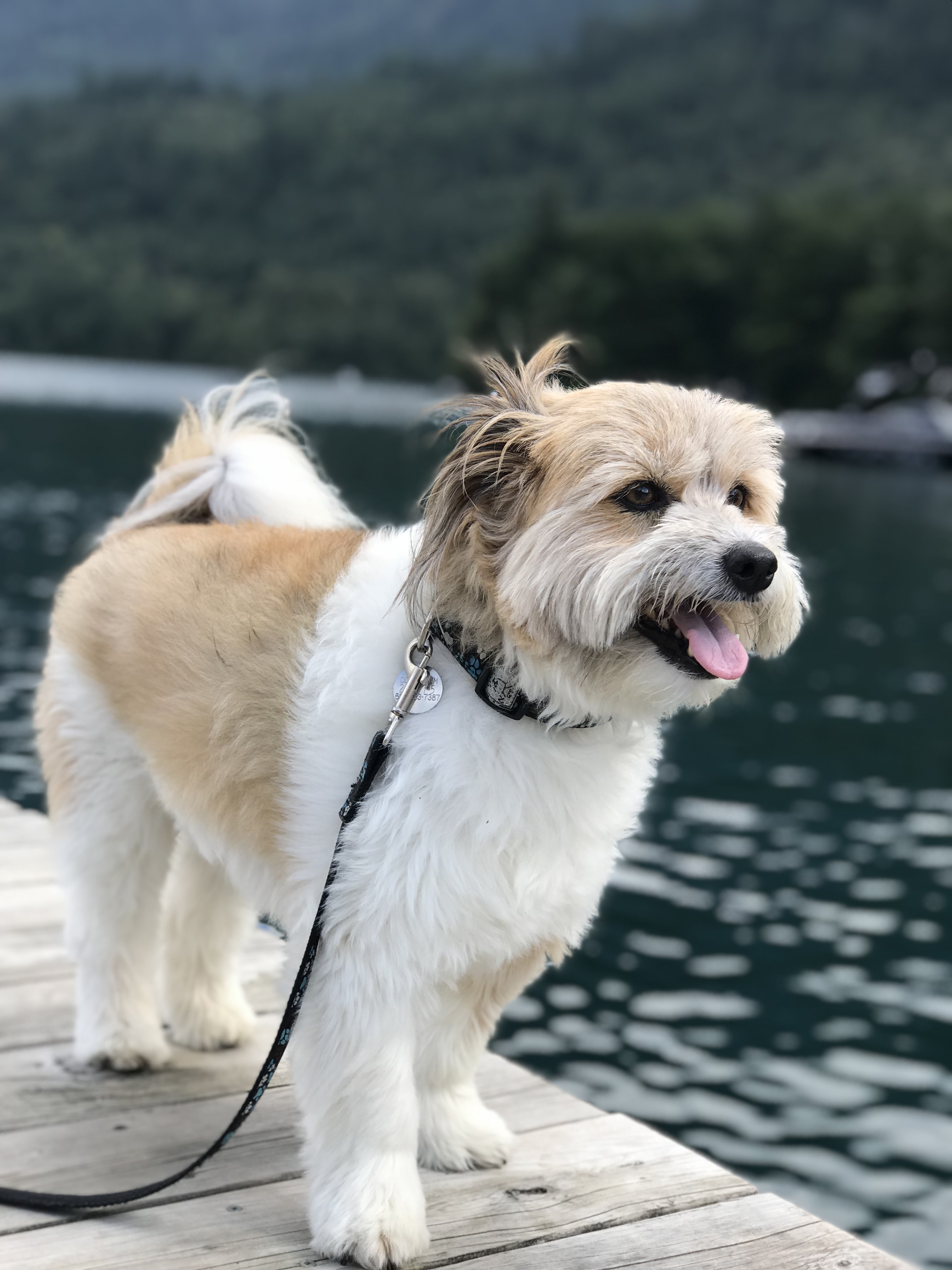 image of dog on pier