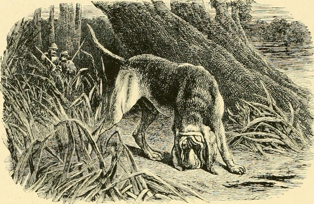 old pencil drawing of bloodhound from a 1800s dog book