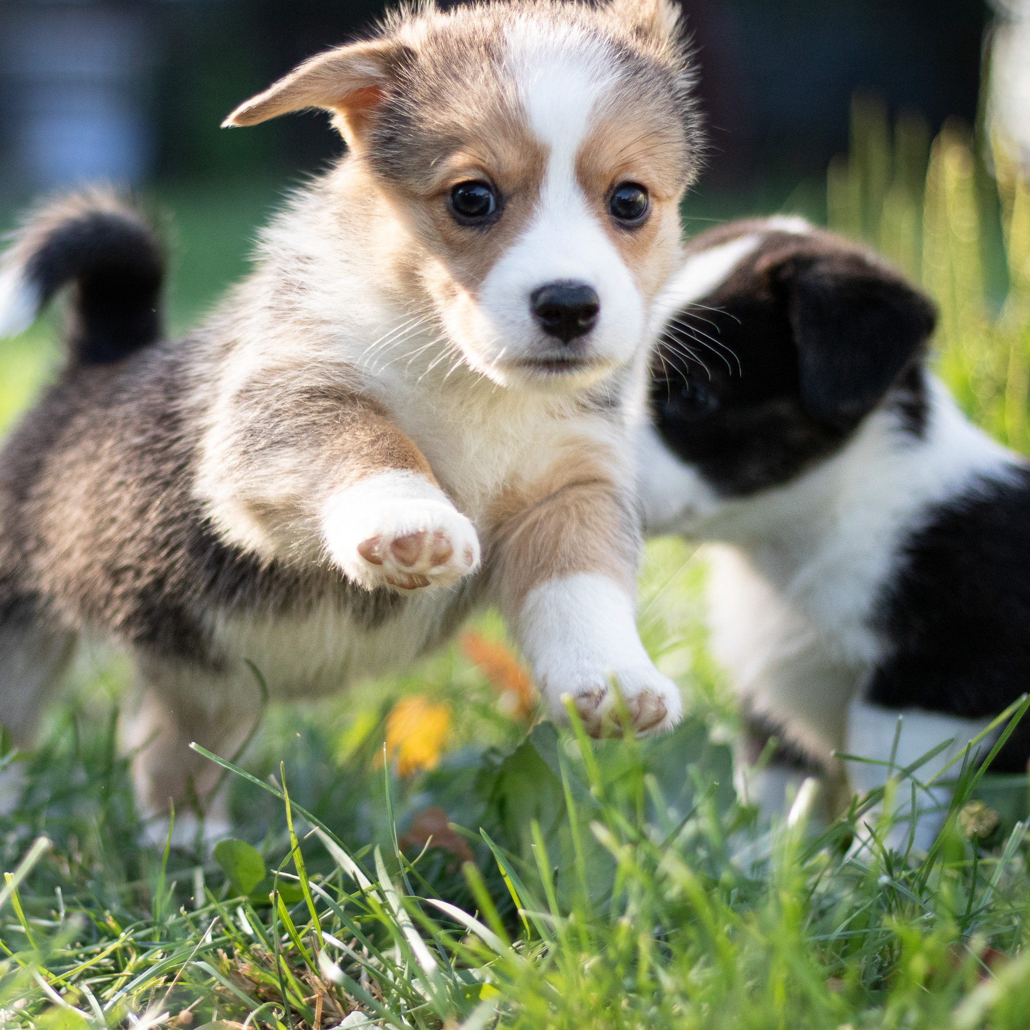 a puppy with good genes will be a good dog a puppy with good genes will be a good dog