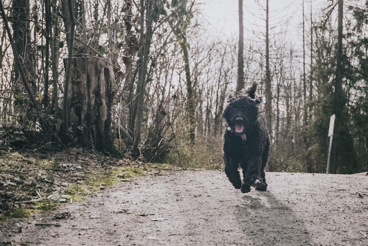 rescue dogs can be saved! rescue dogs can be saved!
