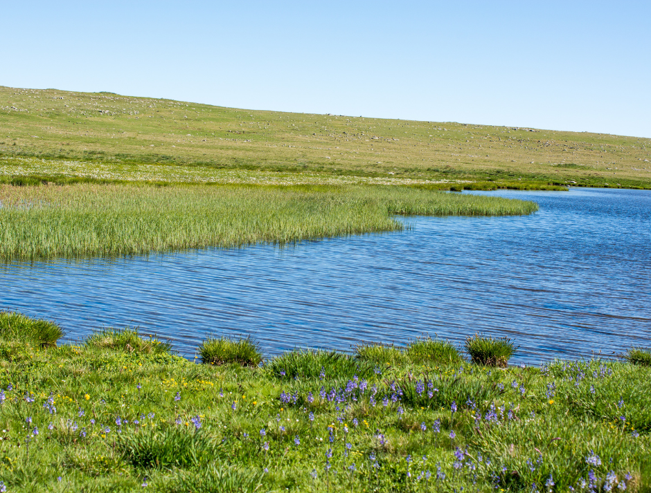 green pasture, rest, stillness, water