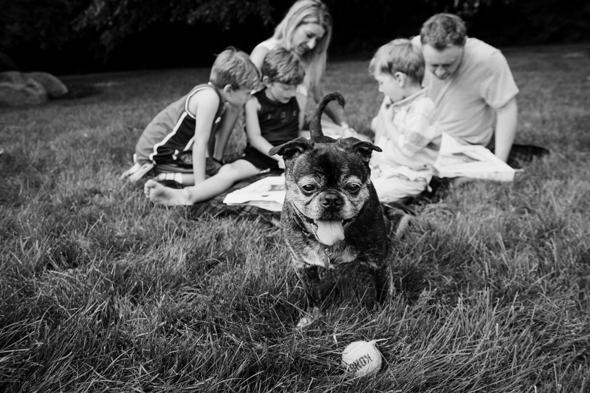 Black & white image of dog looking at camera while family plays a game in the background. Excelsior MN family photography